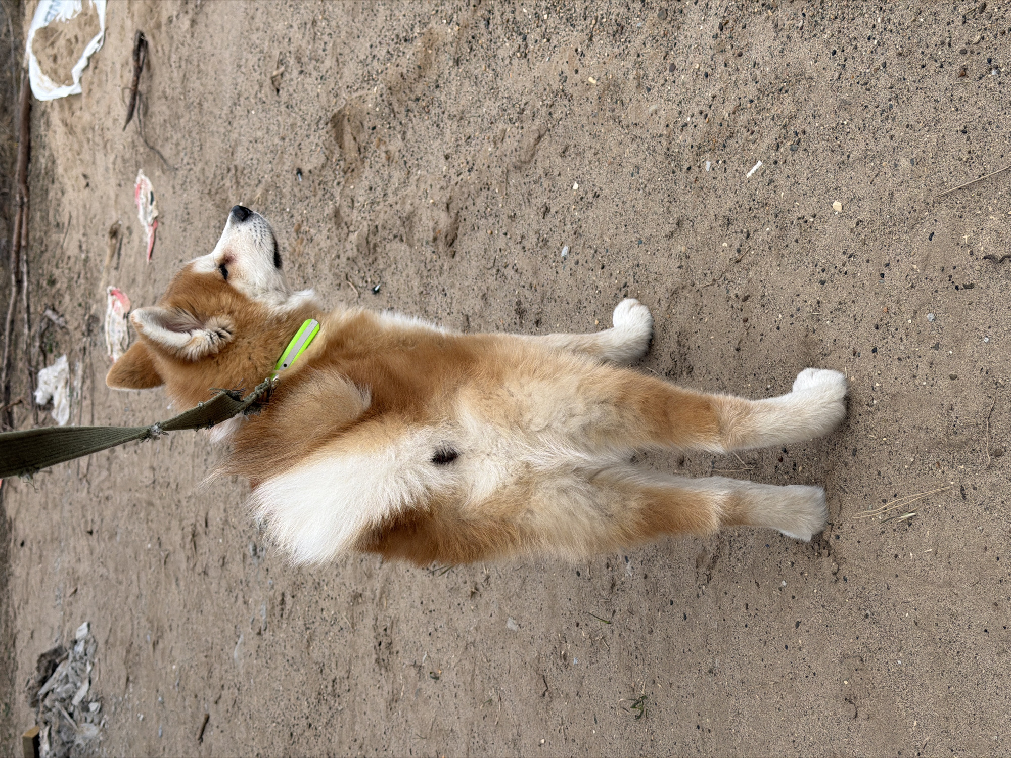 A medium-sized dog, likely a young Akita or Shiba Inu, is captured from an overhead perspective, lying or crouching on a sandy, gravelly ground. The dog faces away from the camera, with its head turned upwards and to the left, gazing into the distance. It wears a bright neon yellow-green collar and an olive green fabric leash that runs off-frame to the left.
The dog's fur is a striking reddish-brown (fawn) and white pattern. Its back, head, and outer legs are fawn, while its chest, belly, and paws are white. A small black patch is visible on its lower back/tail area. Its muzzle is black.
The ground consists of coarse sand mixed with small dark pebbles and gravel, suggesting an unpaved outdoor area. Scattered across the ground, particularly in the upper left section, are pieces of litter, including crumpled white and reddish-pink paper or plastic, and a few small sticks. Other subtle white specks, possibly plastic fragments or cigarette butts, are also visible on the sand.
The lighting appears soft and diffused, indicating an overcast day or indirect sunlight, as there are no harsh shadows. The overall scene depicts a dog on a leash taking a pause outdoors, possibly during a walk in a somewhat unkempt, undeveloped area in Chaikovsky, Russia. No visible text is present in the image.