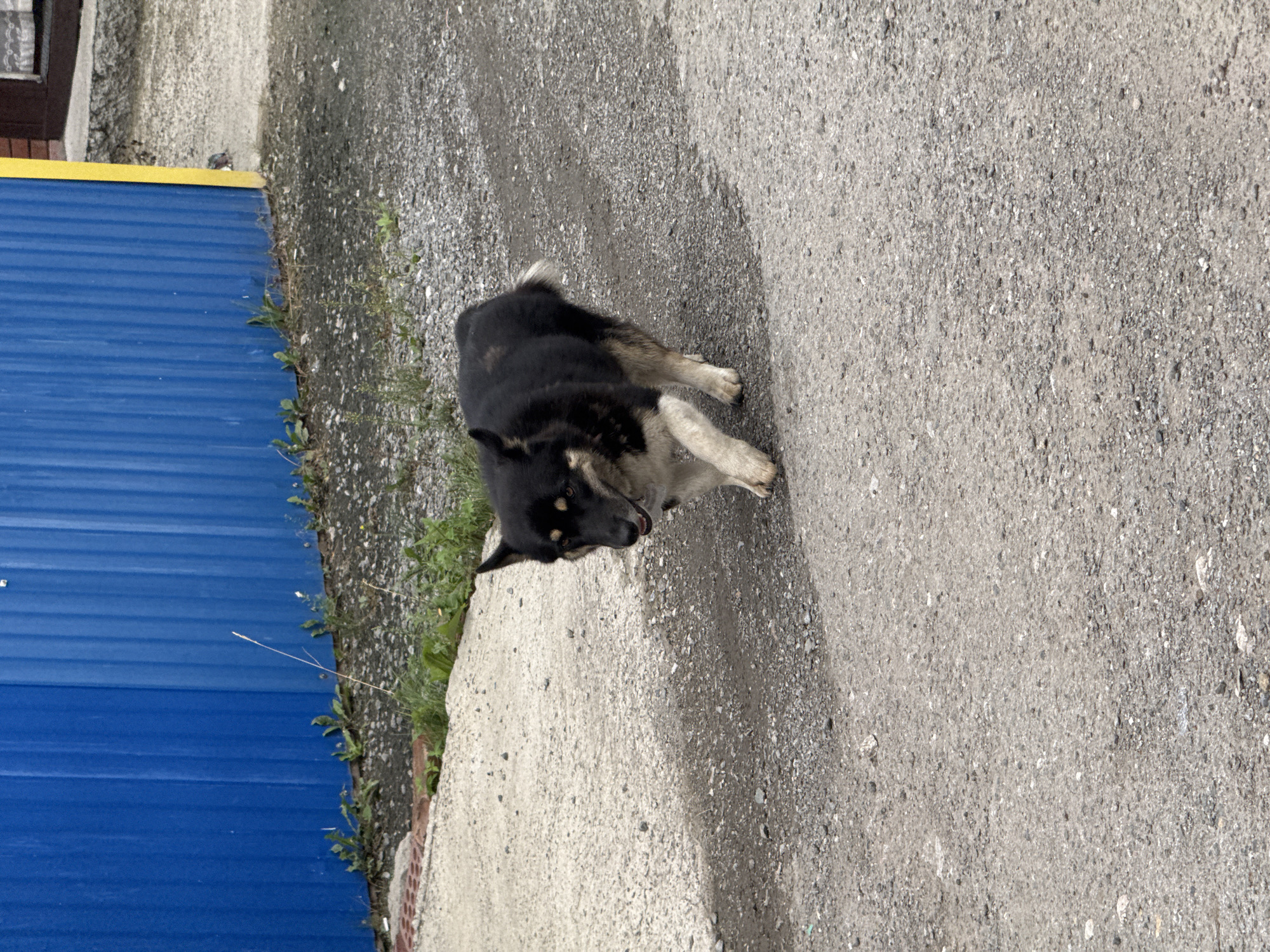 A medium-sized, black and tan dog is walking on a gravel surface. The dog is facing towards the right of the frame, with its head turned slightly towards the viewer. Its fur is dark on its back and head, with tan markings on its face and chest, and its tail is light-colored and fluffy. In the background, a bright blue corrugated metal fence runs horizontally across the image. To the right of the fence, a sliver of a yellow-painted edge is visible. The ground is covered in small gray and white gravel, with some patches of dirt and sparse green weeds growing near the fence. A concrete walkway with a red brick edge is visible in the lower left corner. The lighting suggests an overcast day.