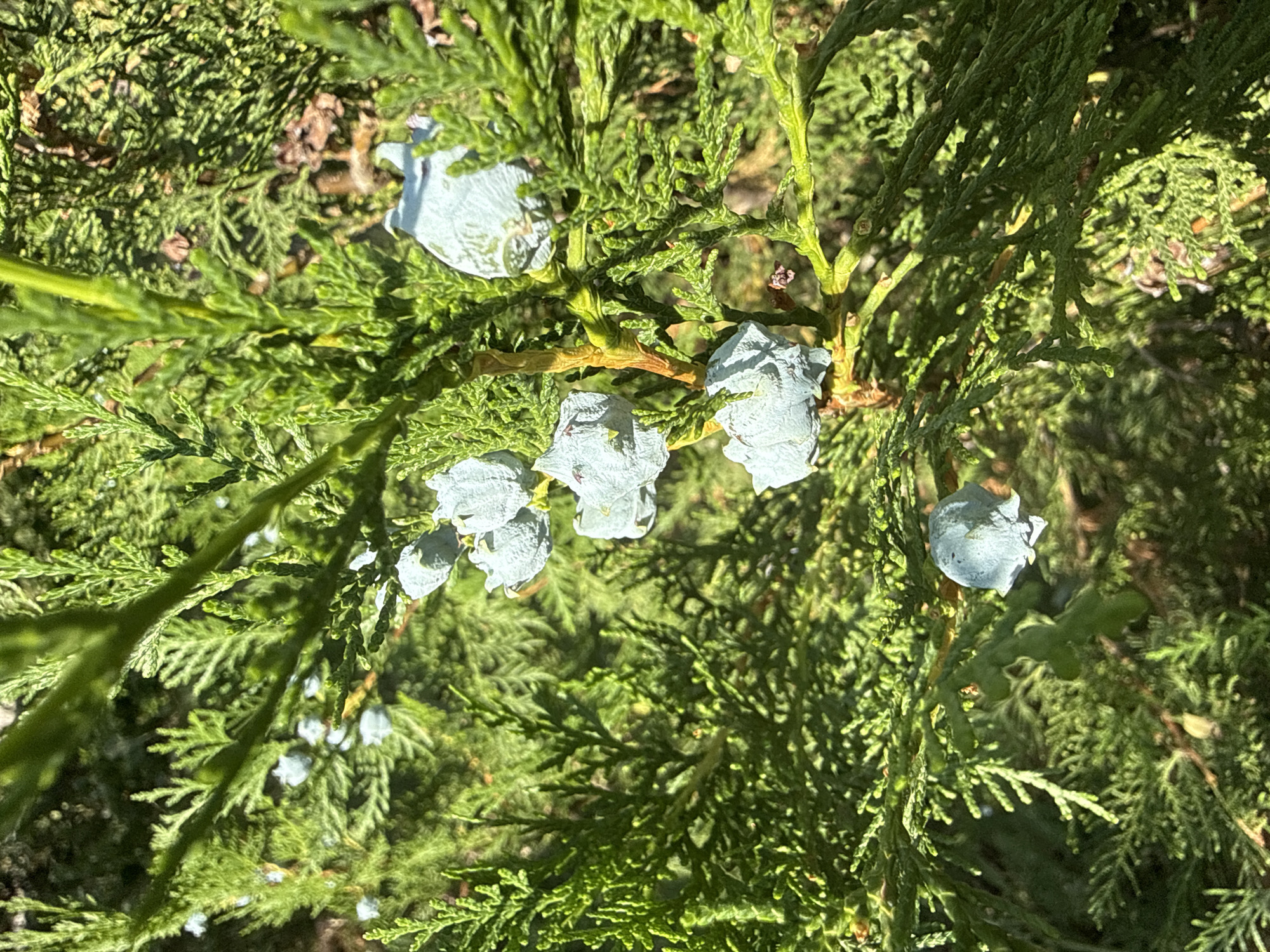 The image shows a close-up view of a coniferous evergreen shrub, likely a cypress or juniper, with its characteristic scale-like leaves and small, bluish-green cones. The shrub is densely branched, and the foliage is a vibrant green, dappled with sunlight, suggesting it is outdoors in a well-lit environment. Some of the cones appear to be mature and have a slightly woody texture. The background consists of more foliage from the same or similar plants, creating a layered effect. There are no people or animals visible in the image. The scene appears to be a natural or garden setting. The specific location in the city of Goth, Armenia, is not determinable from the visual information provided.