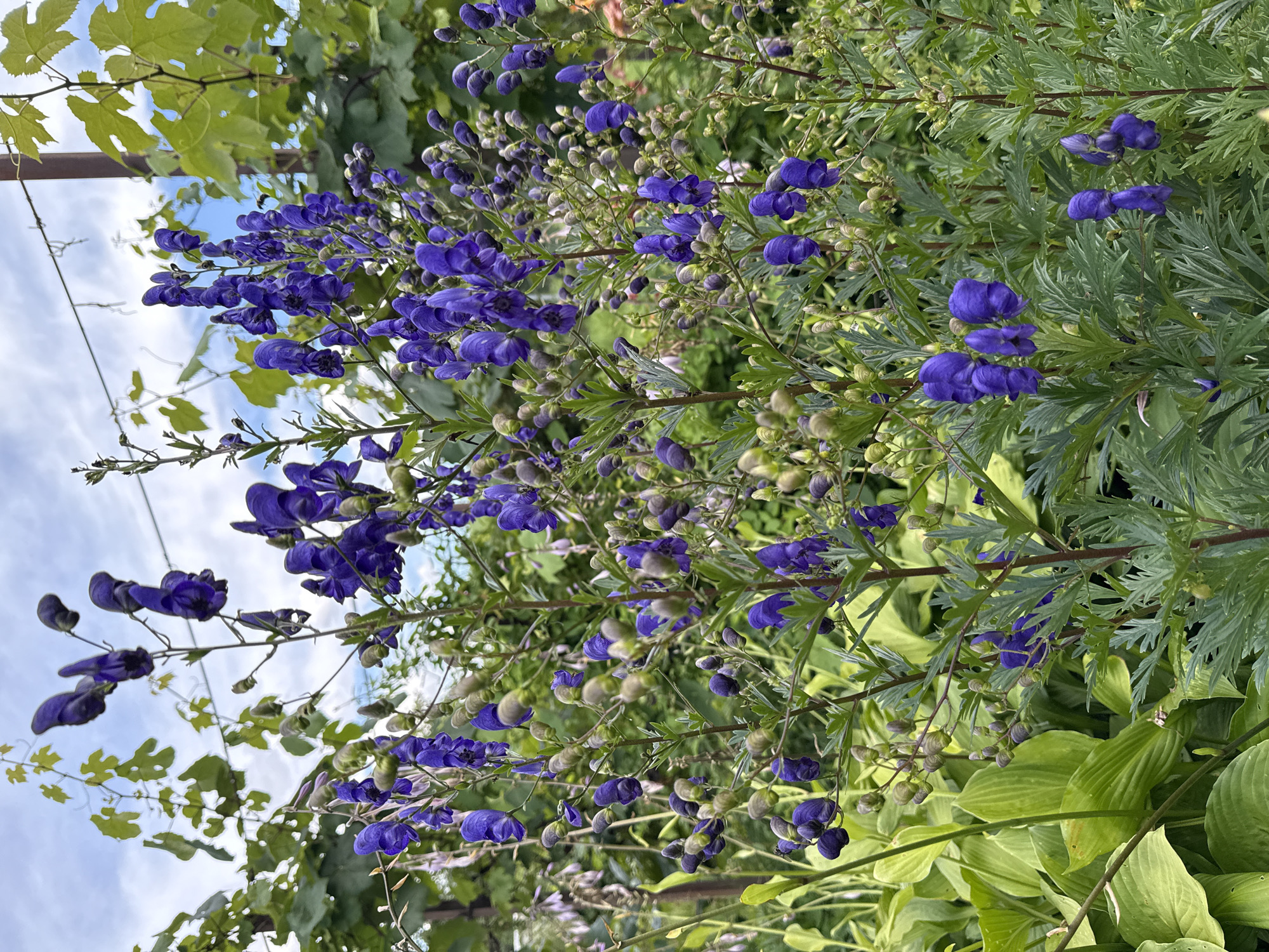 The image depicts a close-up view of a cluster of tall, vibrant purple flowers, likely Monkshood (Aconitum), growing in a garden setting. The flowers have a distinctive hood-like shape. They are supported by slender green stems with finely cut, feathery leaves. In the background, out-of-focus green foliage, including broad leaves of a hosta plant, and a trellised vine with green leaves are visible against a partly cloudy blue sky. The overall impression is that of a lush, naturalistic garden. There are no people or animals visible in the image. The scene is outdoors, and the lighting suggests it is daytime. There is no information in the image to suggest it is located in the city of Mahilyow, Belarus, or any specific city for that matter.