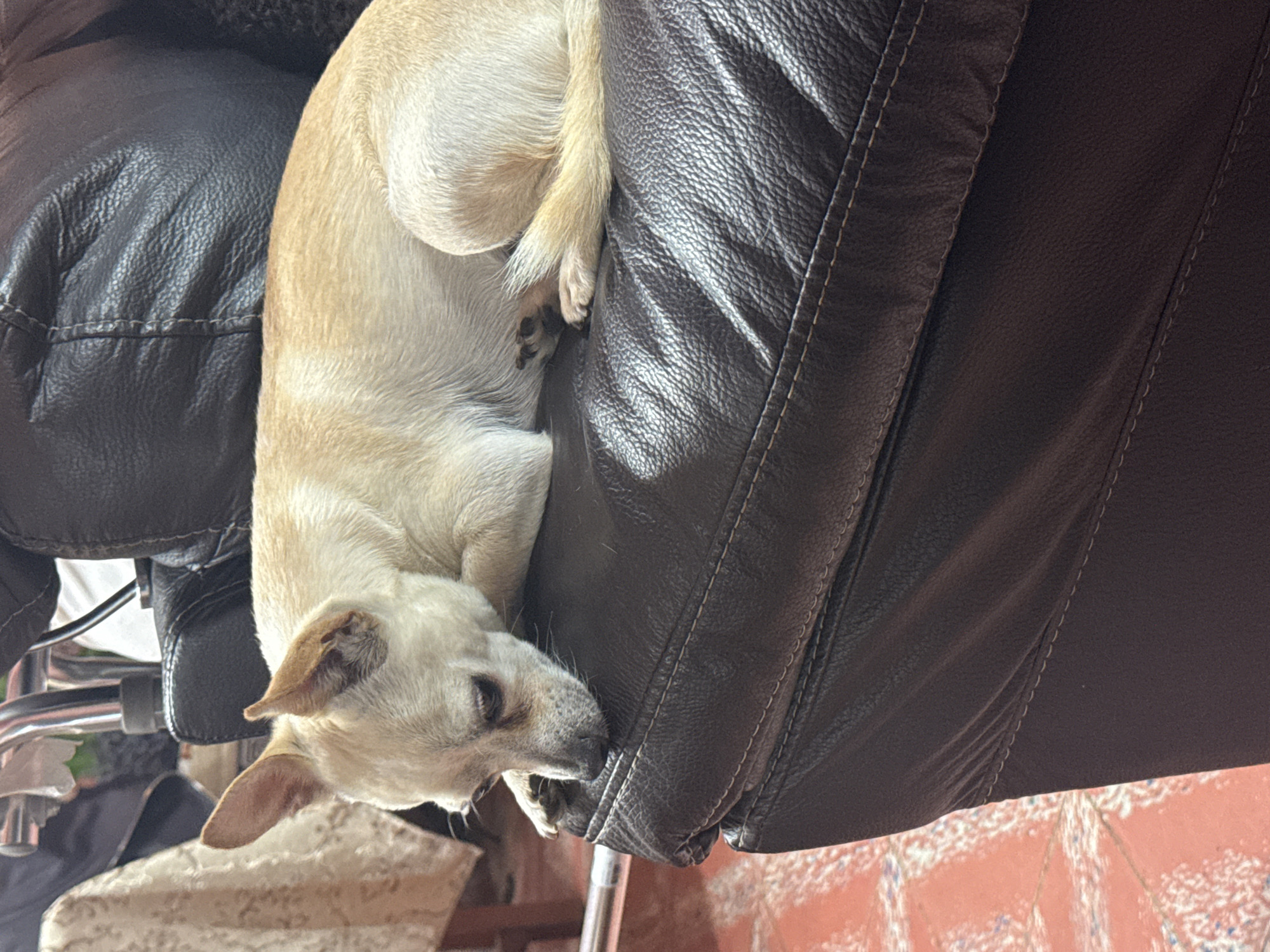 A light tan dog is sleeping on a dark brown leather recliner. The dog is curled up, with its head near the edge of the chair. The floor is visible in the lower right corner, showing red tile with white and blue accents. A portion of a chair or other object with chrome legs is visible to the left of the recliner. The location, San Cristóbal, Mexico is not confirmed by visual information.