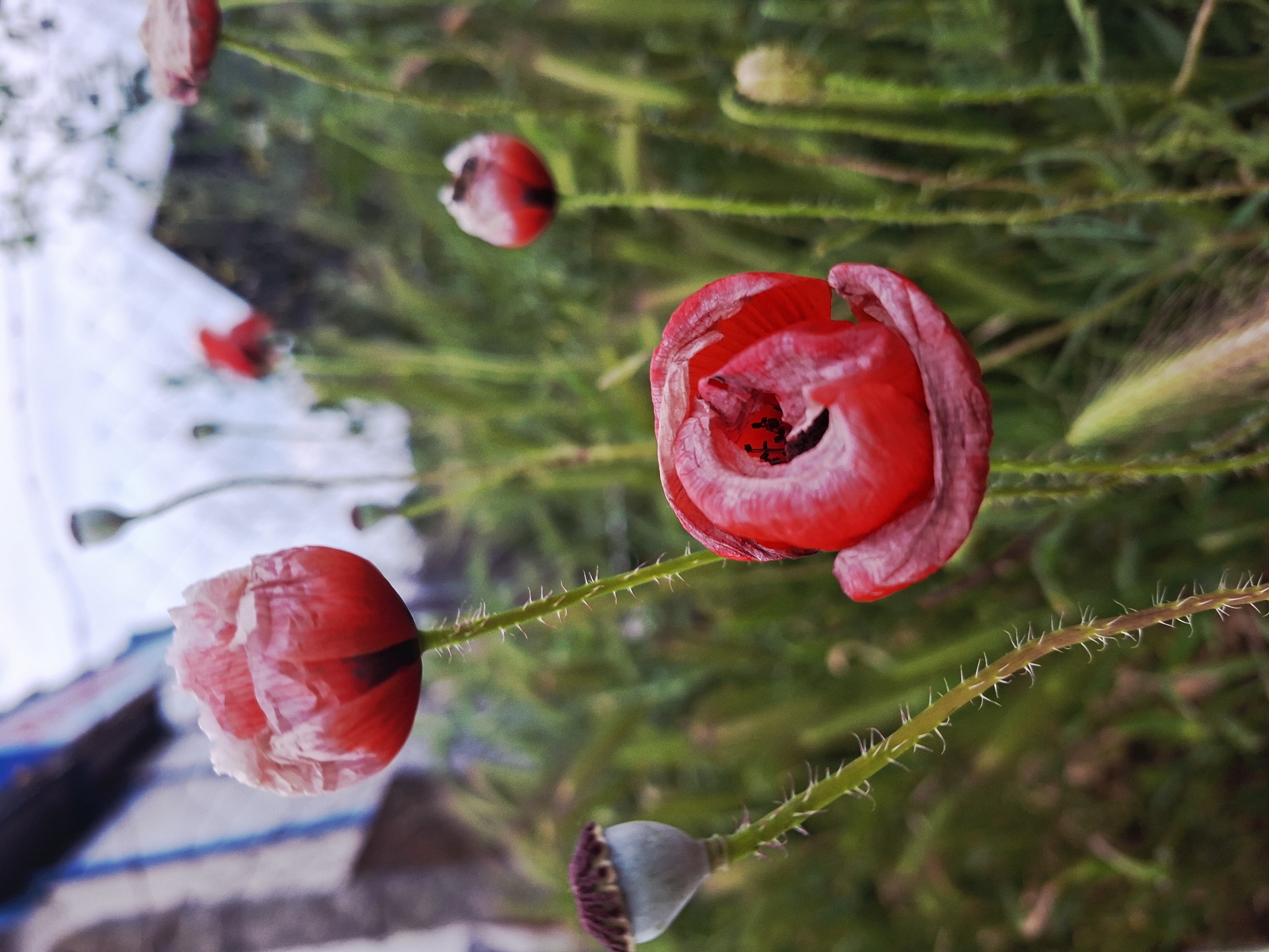 The image shows a close-up of several red poppies in a field. The central poppy is fully open, revealing its dark center. Other poppies are in various stages of bloom, with one appearing closed or with only partially opened petals. The stems of the poppies are visible, as are some seed pods. In the background, there is green grass and what appears to be a blurred structure, possibly a building or fence. The location is suggested to be Galabovo, Bulgaria, implying this is likely a wildflower scene in a field or garden.
