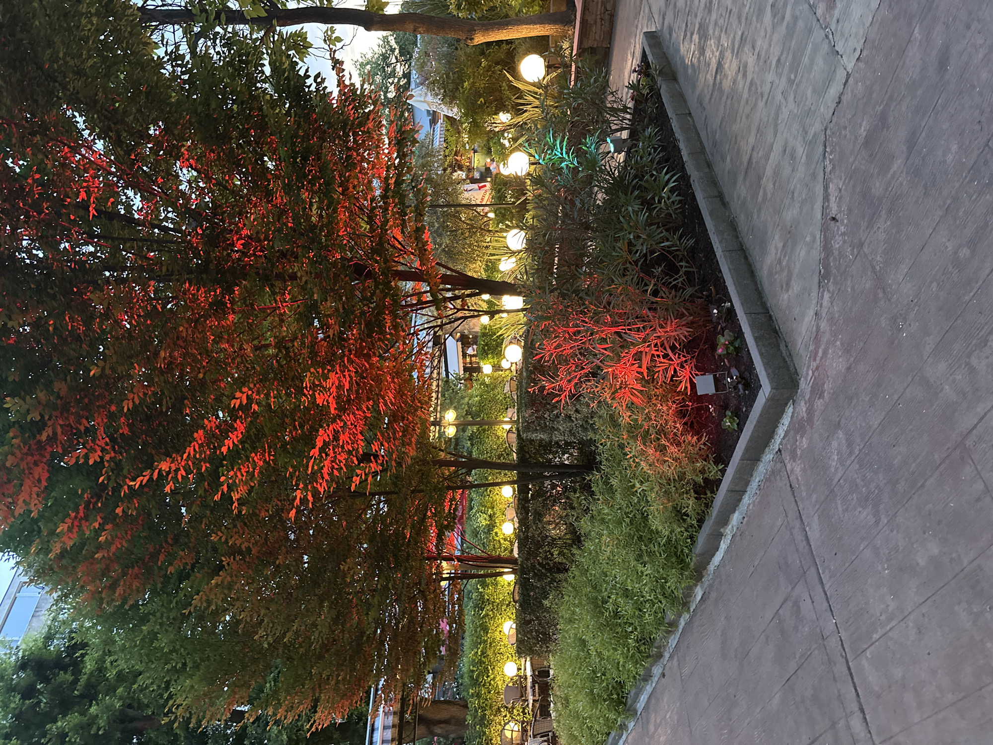 The image captures an outdoor garden or patio setting during dusk or evening. A paved concrete walkway runs along the right side of the frame, bordered by a raised garden bed with concrete curbing. This garden bed contains various low-lying green shrubs and smaller plants, one of which is illuminated with a striking red light.
On the left side of the scene, a large tree with dense foliage is prominently featured, with a significant portion of its leaves bathed in a vibrant red glow, contrasting with the darker green leaves. Further back and throughout the mid-ground, more trees and bushes create a lush environment. Numerous spherical, warm white lights are strategically placed among the greenery, creating an inviting ambiance. These lights appear to be on poles or suspended at varying heights, illuminating the path or seating areas in the distance. A faint green light is also cast upon some foliage closer to the walkway.
In the background, hints of outdoor seating, including tables and chairs, are visible, suggesting a restaurant, cafe, or event space. A white sign with unreadable red text can be partially seen among the distant elements. The overall atmosphere is serene and decorative, with the artificial lighting playing a key role in highlighting the landscape. No people or specific activities are depicted.