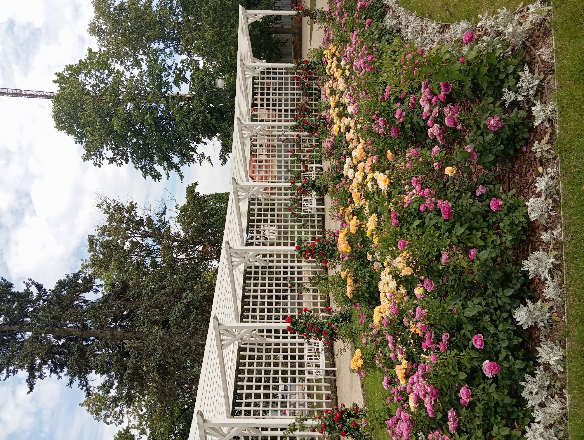 A vertical shot captures a blooming rose garden bordering a white lattice pergola. The roses are a vibrant mix of pink, yellow, and some red, clustered densely on their bushes. In the background, behind the pergola, several buildings with red-tiled roofs are visible. Tall, green trees frame the scene on the left, with a sliver of cloudy sky peeking through. A long, metallic structure, possibly part of a crane or tower, is visible in the upper left quadrant, piercing the sky above the trees. The grass on the right is neatly manicured, and a line of silvery-dusted plants runs along the edge of the rose bed. The scene is bathed in daylight, suggesting it's a clear day. The overall impression is one of a well-maintained garden, likely a public space given the presence of the pergola and the surrounding greenery. No people are visible, and there is no visible text in the image. The location context of Białystok, Poland, is provided but not visually evident within the frame itself.