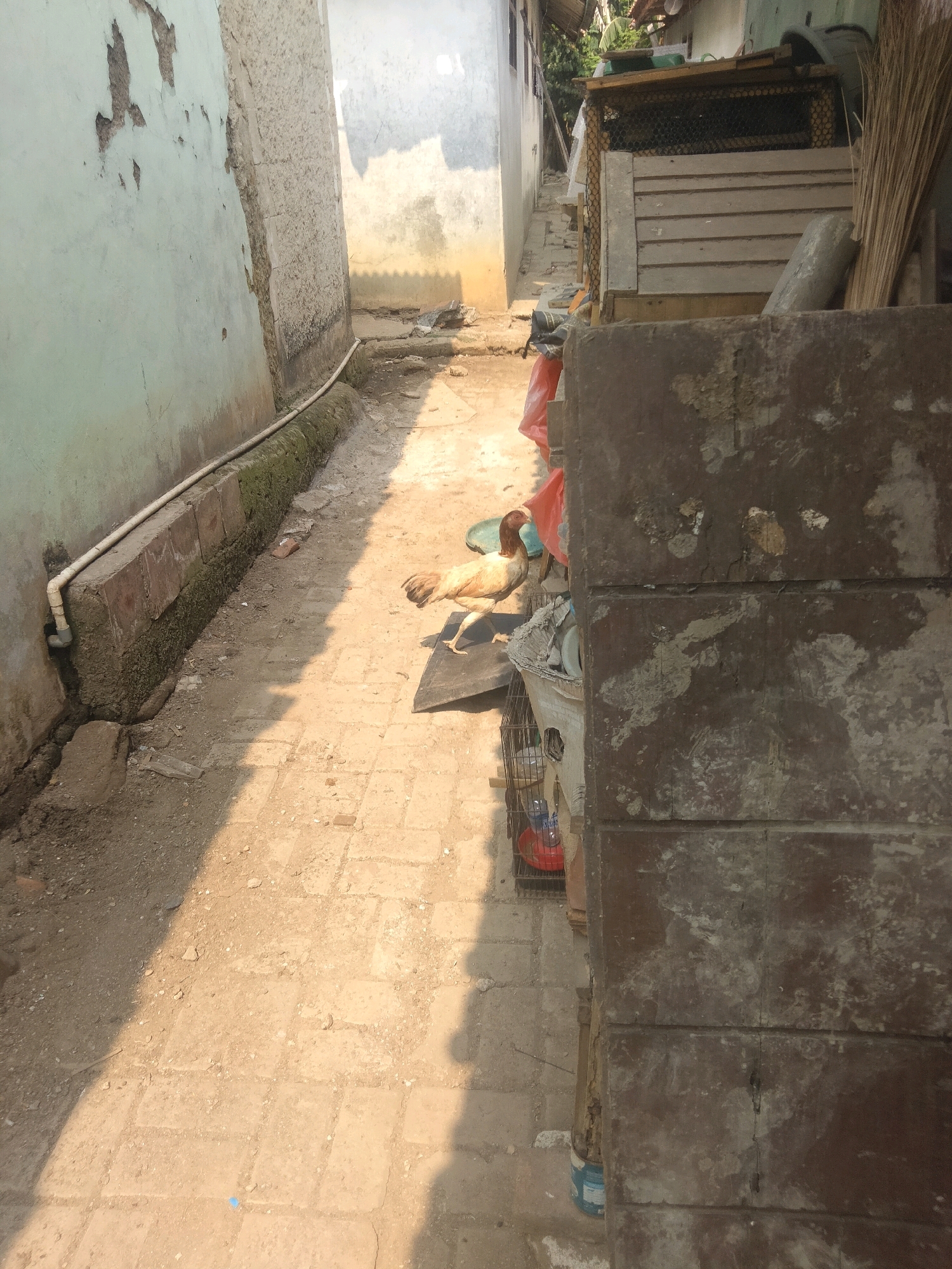 The image depicts an outdoor alleyway in Suka Sari, Indonesia, characterized by a narrow passage between two buildings. On the left, a light blue wall with peeling paint runs parallel to a raised concrete planter filled with moss and vegetation. A white pipe runs along the top of the planter. The ground in the alley is paved with light-colored bricks and dirt, with visible debris.
On the right side of the alley, a large, rough, dark brown textured concrete wall dominates the foreground. Behind this wall, a wooden structure with horizontal planks and wire mesh is visible, appearing to be some form of enclosure or cage. A bundle of straw or reeds is leaning against this structure.
A single chicken, with light brown and white plumage, stands on a dark mat in the middle of the alley, near the right side of the frame. Its head is lowered as if foraging or resting. Further back, a small birdcage can be seen, containing a red plastic object and a clear bottle. A red plastic bag is also present near the cage. Sunlight casts strong shadows across the ground, indicating it is daytime. The overall impression is one of a utilitarian and somewhat unkempt urban environment.