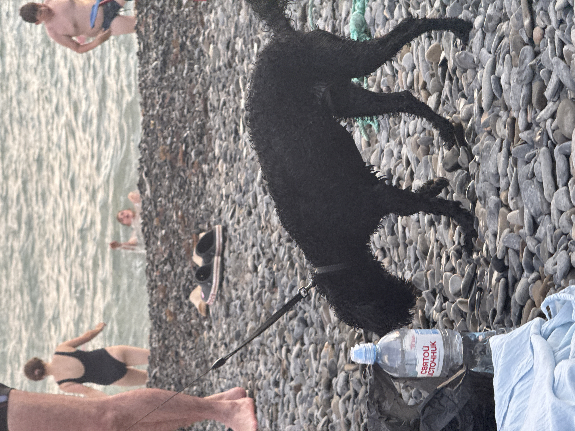At an outdoor, rocky beach, a black, wet poodle stands on a leash, facing left and looking down at the ground. Its paws are damp, suggesting it has recently been in the water. In the foreground, a plastic bottle of water with a red and white label, a black trash bag, and a light blue cloth are placed on the pebbles. In the midground, a person wearing a black swimsuit walks into the ocean, while another person, partially submerged, raises their hand. In the background, a person in dark swim trunks stands in the water. The ground is covered in smooth, grey and brown pebbles, and the ocean water is calm.