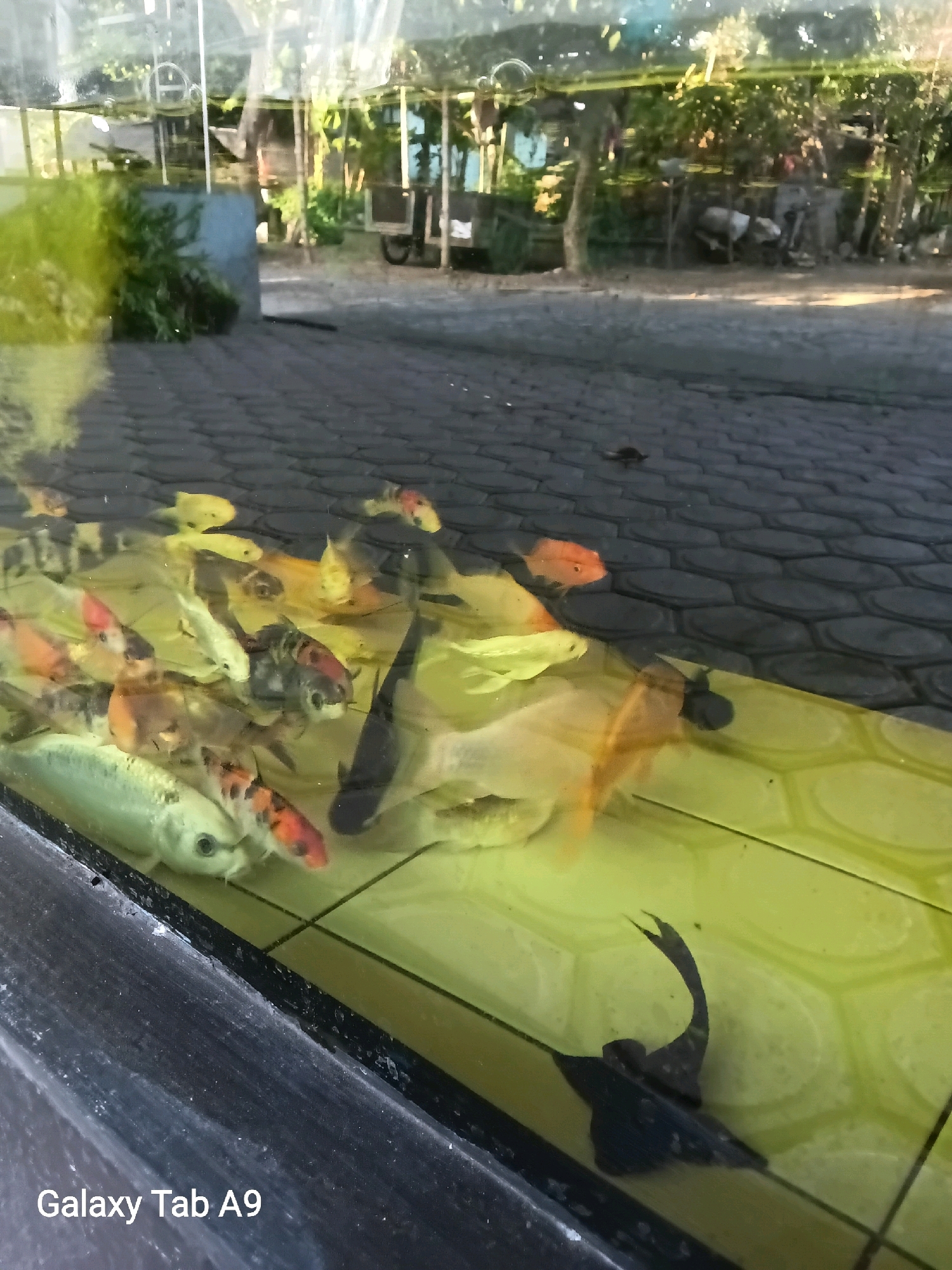 This image depicts a koi pond located in the city of Trenggalek, Indonesia. The pond contains several koi fish of various colors including orange, white, black, and patterned. The fish are swimming in clear water, and the pond's bottom appears to be a tiled surface with a yellow hue. The surrounding environment shows a paved walkway with hexagonal tiles, and reflections of trees, vegetation, and structures can be seen on the surface of the water, indicating an outdoor setting. In the foreground, a dark-colored railing borders the pond. The bottom left corner of the image displays the text "Galaxy Tab A9".