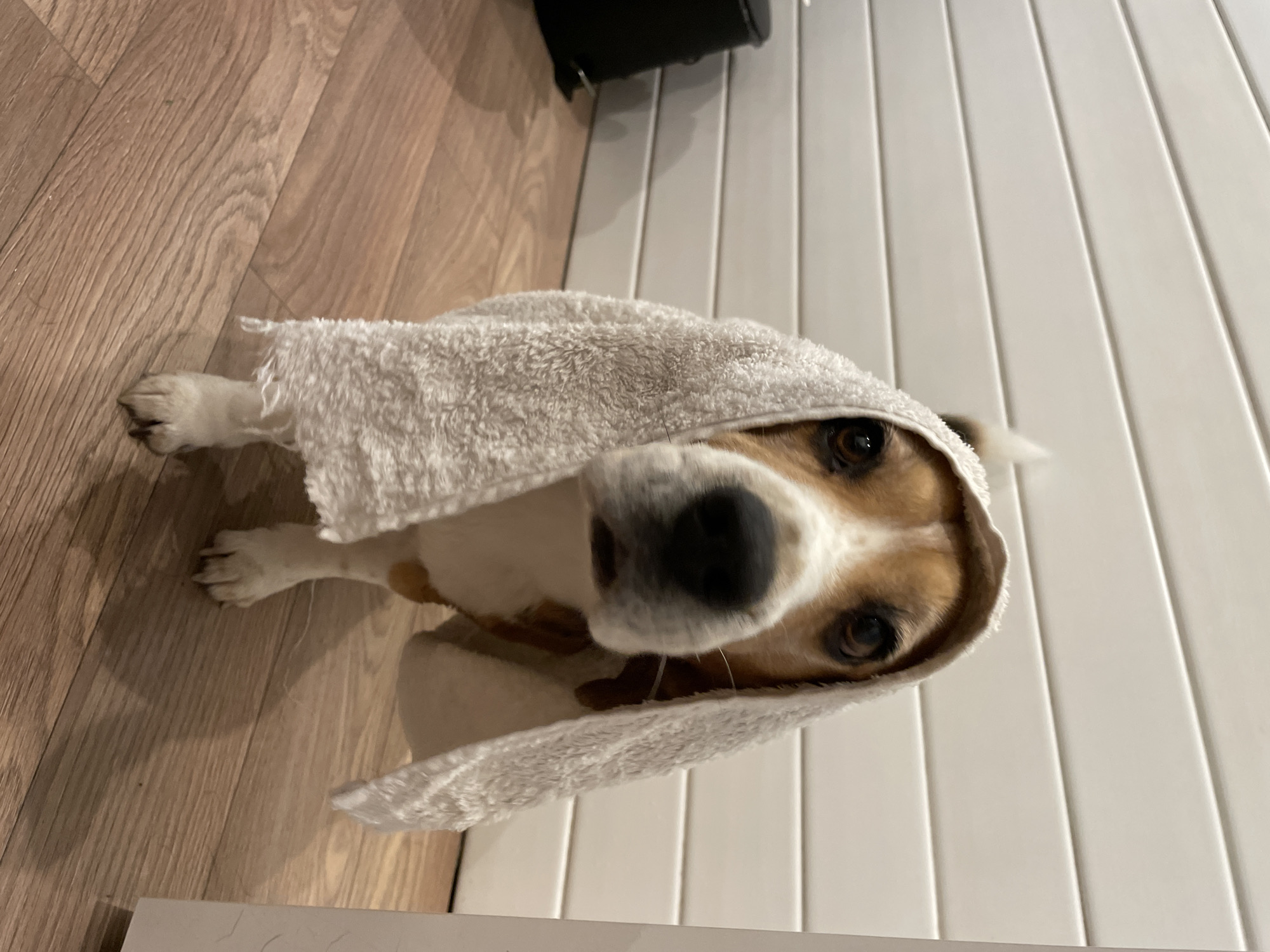 A dog, possibly a Beagle, is seen indoors, covered in a white towel. The dog is on a wooden floor next to a white wall. The location is Timokhovo, Russia.