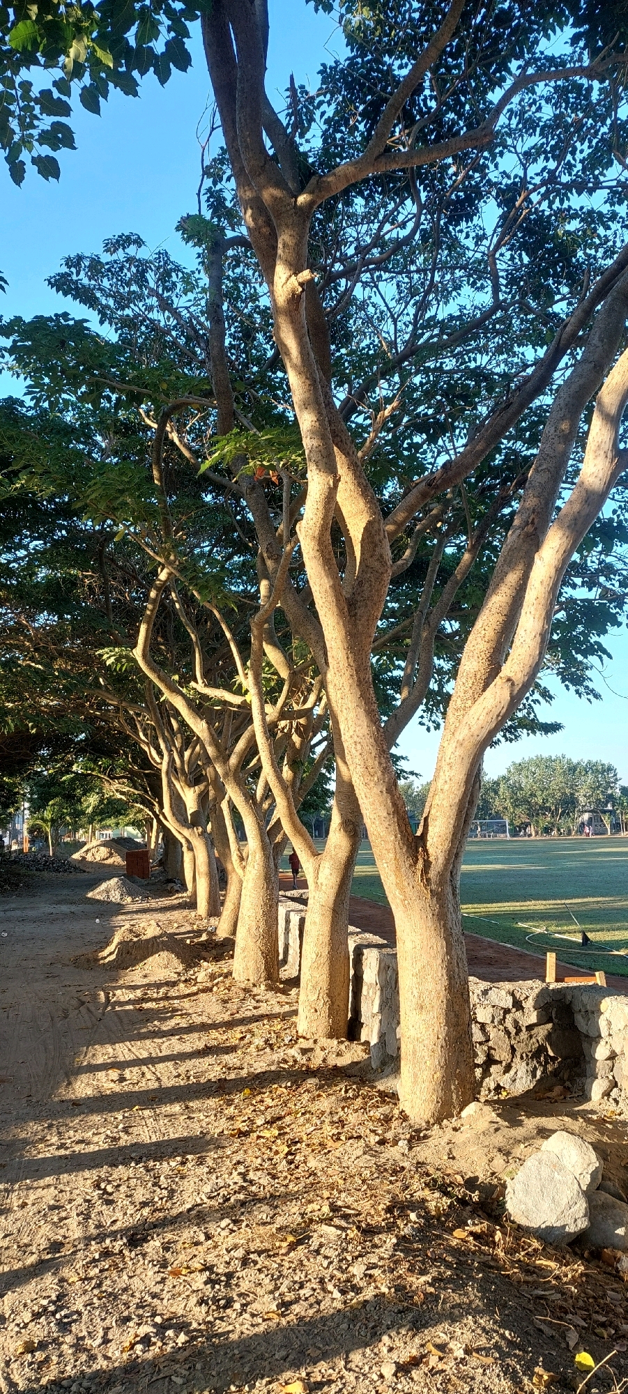 A row of trees with thick, textured trunks and sparse foliage lines a dirt path. The trees cast long shadows across the path, which is scattered with fallen leaves and small stones. Beyond the trees, a stone wall separates the path from a grassy field with a goalpost in the distance. The sky is clear and blue. The scene appears to be an outdoor park or sports field.