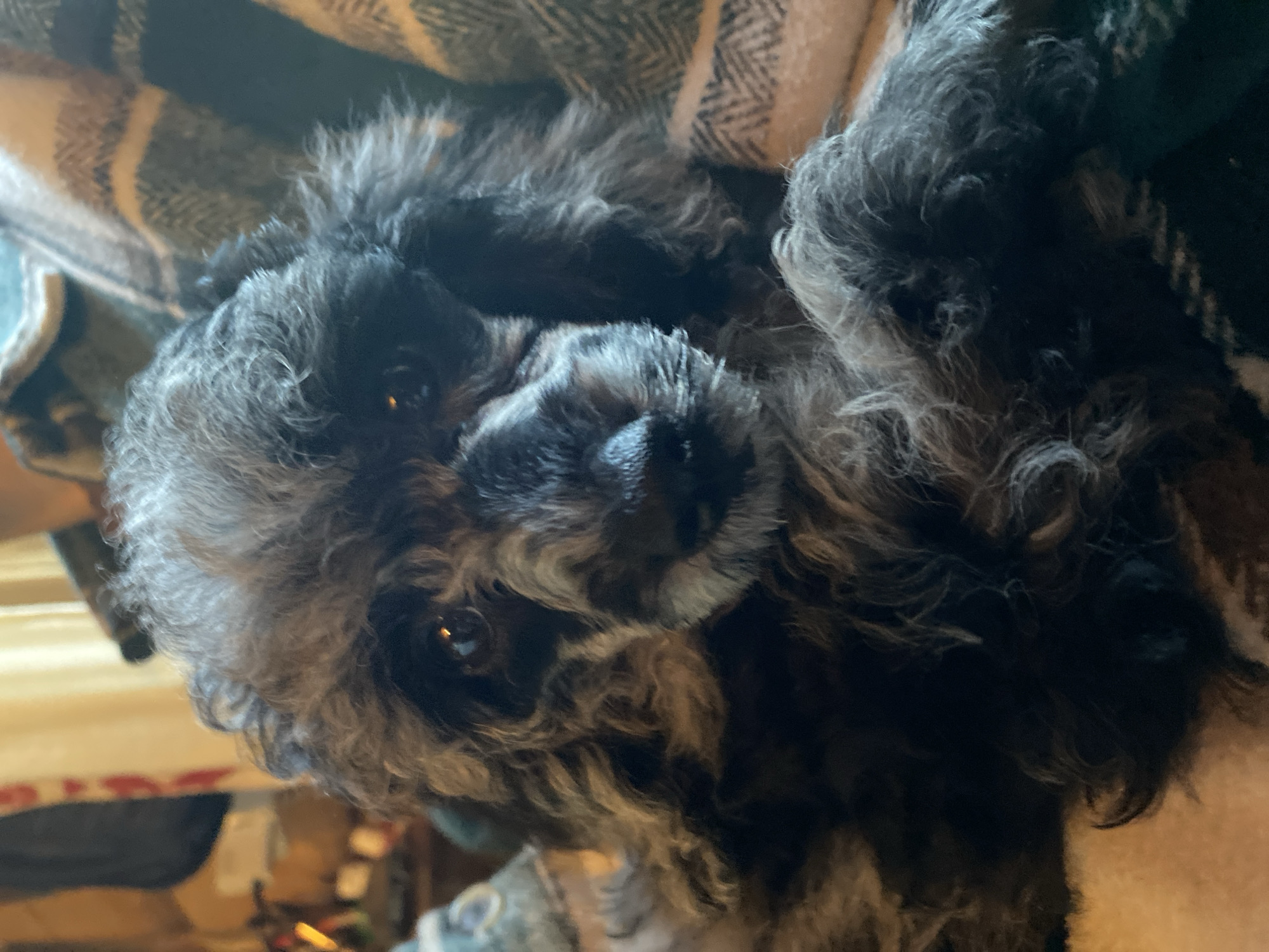 A close-up, eye-level, medium shot captures a dark-haired poodle puppy nestled within a plaid blanket. The puppy's head is angled slightly to its right, with its dark eyes reflecting light. Its snout, dark with a lighter gray muzzle, is prominent in the center of the frame. The puppy's fur appears textured and wavy, with a mixture of dark and lighter gray tones. The blanket's pattern features diagonal lines in shades of cream, dark green, and black. In the background, out of focus, the top of a Christmas stocking is visible, suggesting a festive or holiday setting. The overall lighting is dim, with a warm glow emanating from the puppy's eyes and the background. The scene appears to be indoors, likely in a home environment, with no specific details pointing to Voeikovo, Russia.