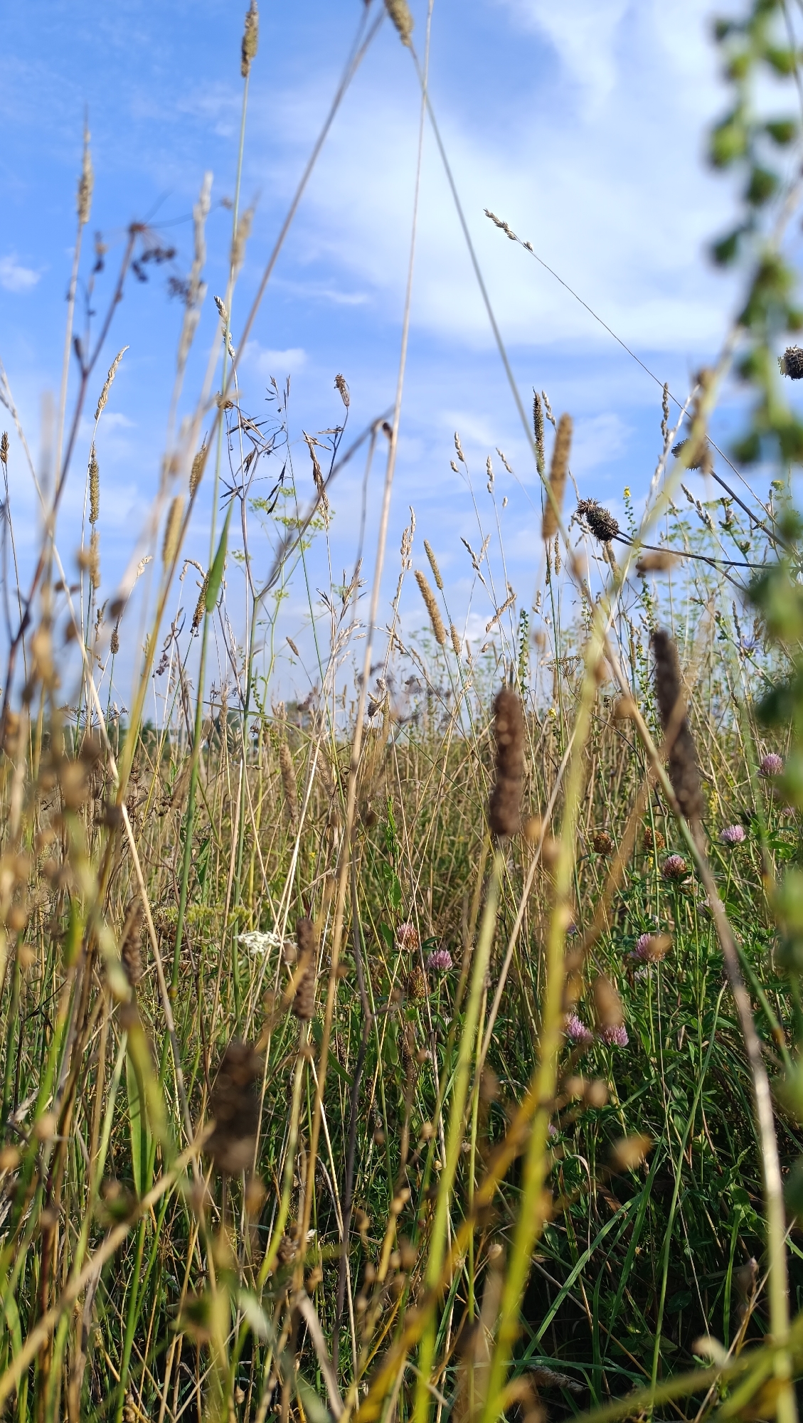 This is a low-angle, close-up, outdoor photograph of tall grass and wildflowers in a natural setting. The sky, a clear blue with scattered white clouds, is visible in the upper portion of the frame. Various grasses, some with seed heads, dominate the foreground and midground. Among the grasses, several pinkish-purple clover flowers can be observed. The scene appears to be a meadow or a field, likely in a rural or semi-rural area, possibly on the outskirts of the city of Karsha, Russia, given the typical vegetation found in such regions. No people or specific structures are present in the image, suggesting a focus on the natural landscape. The lighting indicates it is daytime, with the sun illuminating the scene from above.
