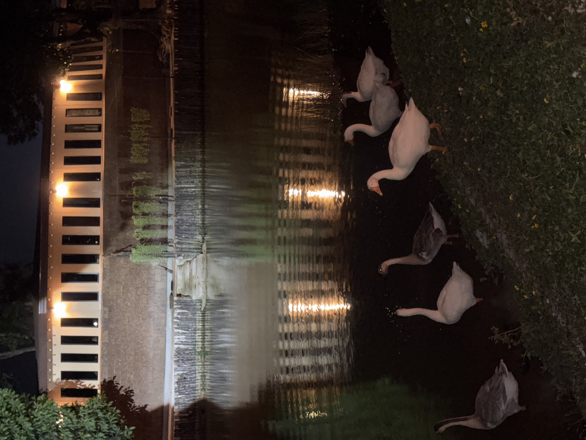 This night-time image, set in Choeng Thale, Thailand, captures a serene scene featuring several geese near a body of water, with an illuminated building in the background.
The primary subjects are a group of five to six geese. There are both white and grey-brown individuals among them. Some geese are positioned on the grassy bank beside the dark water, with their heads down, appearing to forage or peck at something on the ground. Others are partially submerged in the water, also with their heads lowered, possibly feeding. Small, light-colored specks are visible near some geese, suggesting scattered food.
To the left of the water, a modern-looking building or structure extends horizontally across the frame. It features a light-colored facade with numerous dark, horizontal rectangular openings or windows. This building is brightly lit by several evenly spaced, warm-toned lights, which cast striking, elongated reflections across the rippled surface of the water. The reflections create a luminous, somewhat abstract pattern on the dark water. Behind the building, the dark silhouettes of trees or lush vegetation are visible against the night sky. On the right side of the frame, bordering the water, is a vibrant patch of green grass and foliage, dotted with small yellow flowers.
The activity primarily involves the geese foraging or resting by the water's edge. The time of day is clearly night, as indicated by the dark sky and the reliance on artificial lighting from the building. The water appears calm, suggesting mild weather conditions. There is no visible text in the image. The overall scene evokes a peaceful and tranquil atmosphere, likely within a resort or well-maintained natural environment.