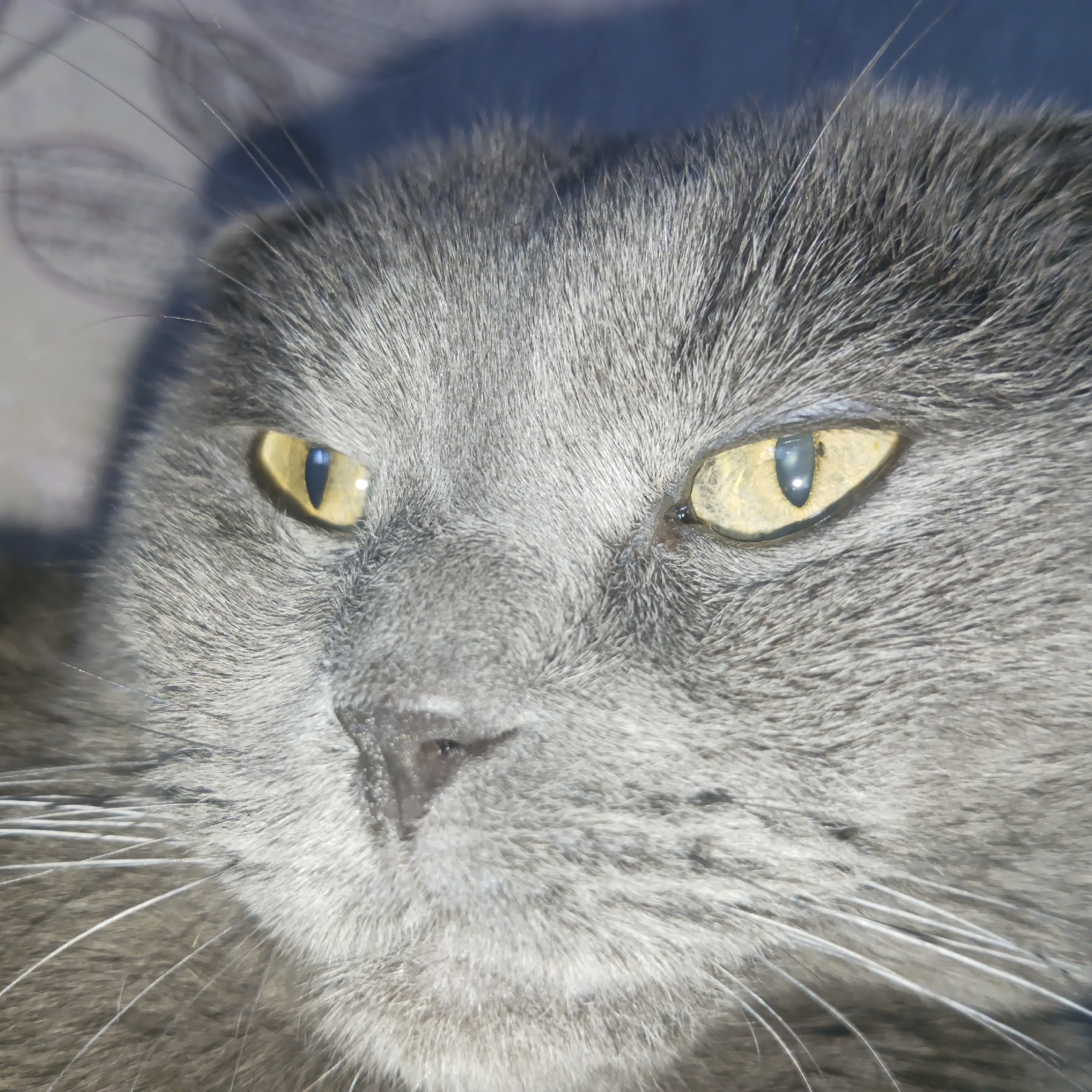 A close-up photograph focuses on the face of a gray cat with yellow eyes. The cat is lying down, and its whiskers are visible. The location is Chaikovsky, Russia.