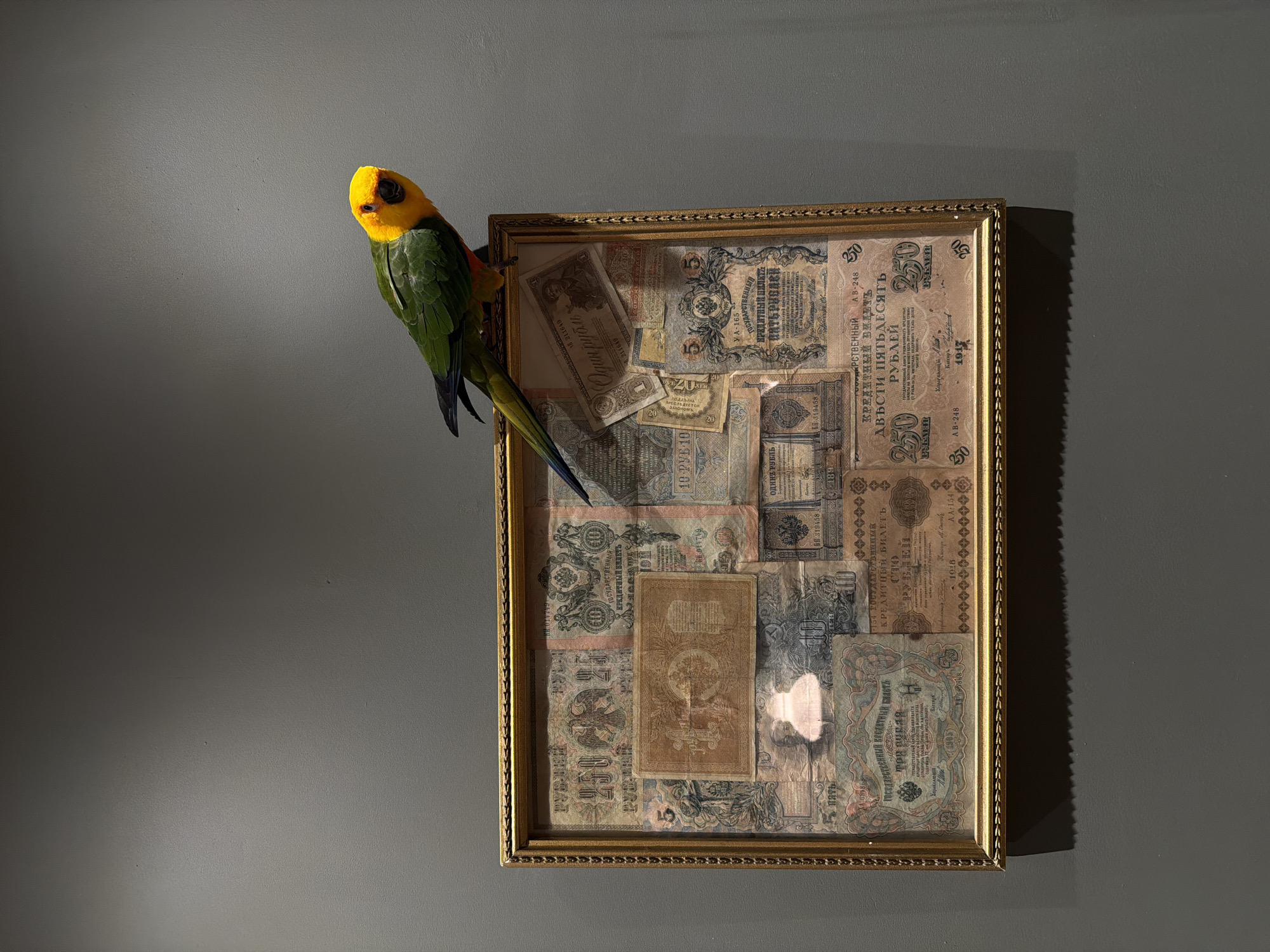 A framed collection of old Russian banknotes hangs on a gray wall. A yellow-headed, green-bodied parrot is perched on the upper left corner of the frame. The banknotes are of various denominations and designs. The frame is gold and ornate. The scene appears to be indoors. The location of Khimki, Russia is not evident in the image.