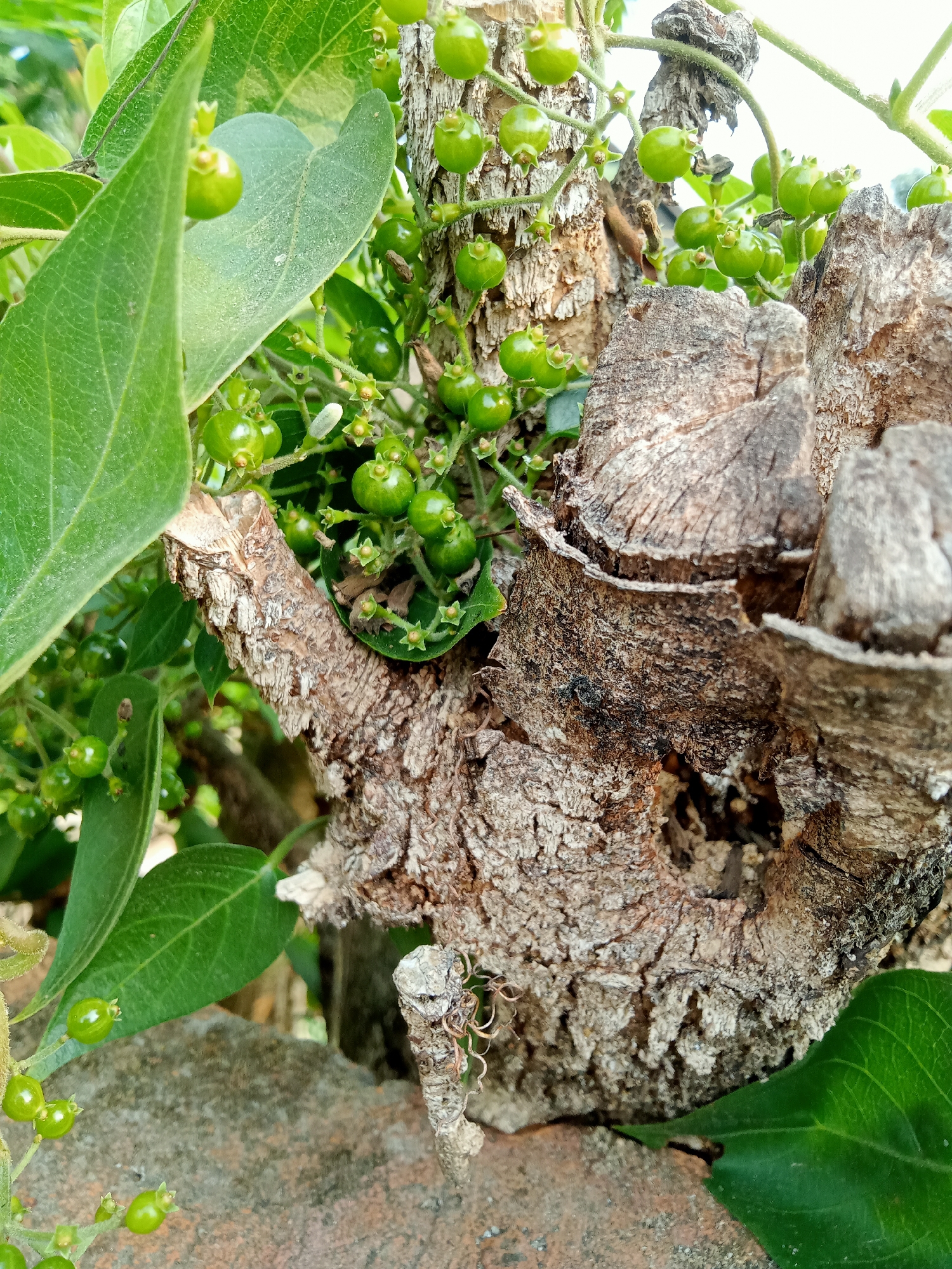 The image shows a close-up view of a tree stump with green berries and leaves. The stump is rough and textured, with a hole in the center. The berries are small and round, growing in clusters on thin stems. The leaves are large and green, with a slightly serrated edge. The background is blurred, but appears to be an outdoor setting. The lighting is natural and appears to be daytime. The location is not specified in the image or the prompt.