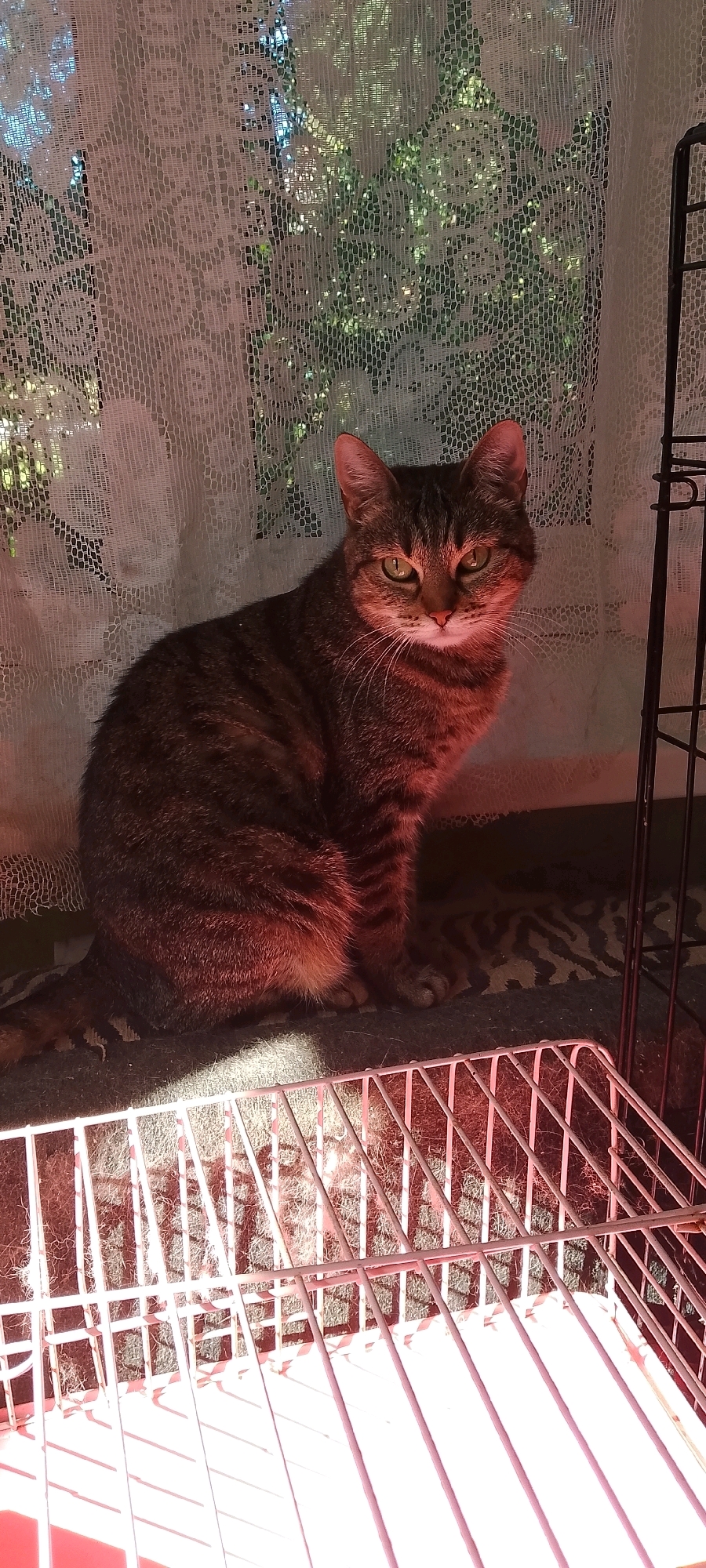 A brown tabby cat with green eyes sits on a patterned mat in front of a sheer white curtain. The curtain has a lace-like pattern and is illuminated by sunlight filtering through trees outside. The cat is facing the camera, its body angled slightly to the left. A white metal cage with red lighting is positioned in the foreground, partially obscuring the cat's lower body. A black metal grate is visible to the right of the cat, behind it. The scene appears to be indoors, with the window and curtain suggesting a domestic setting. There is no visible indication of the specific location in Belgorod, Russia.
