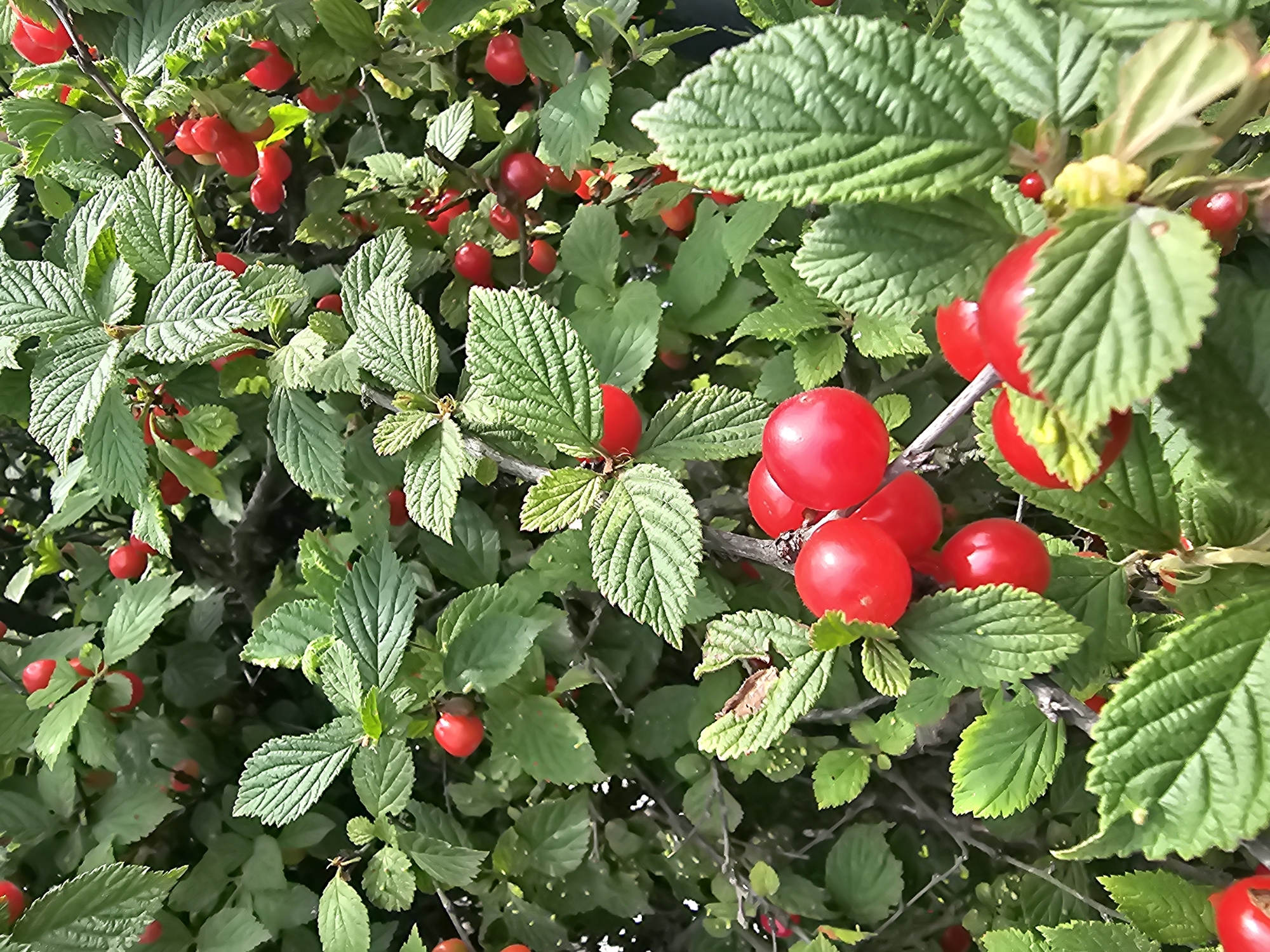 The image is a close-up, eye-level shot of a Nanking cherry bush laden with ripe, red cherries. The bush is dense with vibrant green leaves, some showing subtle veins and serrated edges. The cherries are predominantly round and smooth, with a few appearing slightly elongated. They are clustered along branches, some hanging individually and others in small groups. The lighting suggests an outdoor setting, possibly a garden or natural landscape, with soft shadows and highlights on the fruit and foliage. The background is filled with more of the green leaves and branches, creating a natural, slightly blurred effect that keeps the focus on the cherries and their immediate surroundings. There are no people or other visible subjects in the frame. The scene depicts a healthy, fruiting bush.