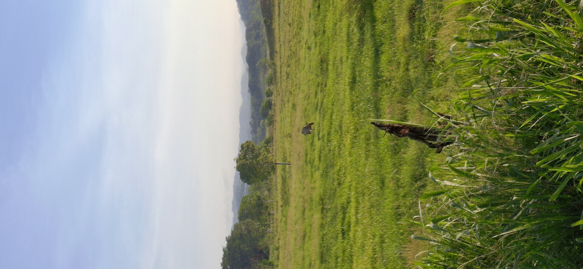 An expansive, sun-drenched meadow in Vallecito, Venezuela, is captured in this vertical photograph. The foreground is dominated by a thicket of tall, vibrant green grass, interspersed with dry, brown stalks and a single, dark, weathered log or tree stump.
Beyond the foreground, the landscape unfolds into a gently rolling field of shorter, neatly cropped green grass. A lone, light-brown cow grazes peacefully in the middle distance, facing towards the left of the frame. Scattered throughout the field are several trees of varying sizes, their leaves a rich green.
In the background, a line of trees forms a denser forest, and beyond that, hazy, undulating hills fade into a pale blue sky. The sky itself is mostly clear, with a few wispy, translucent clouds contributing to a soft, diffused light that suggests early morning or late afternoon. The overall impression is one of tranquility and natural beauty in a rural Venezuelan setting.
