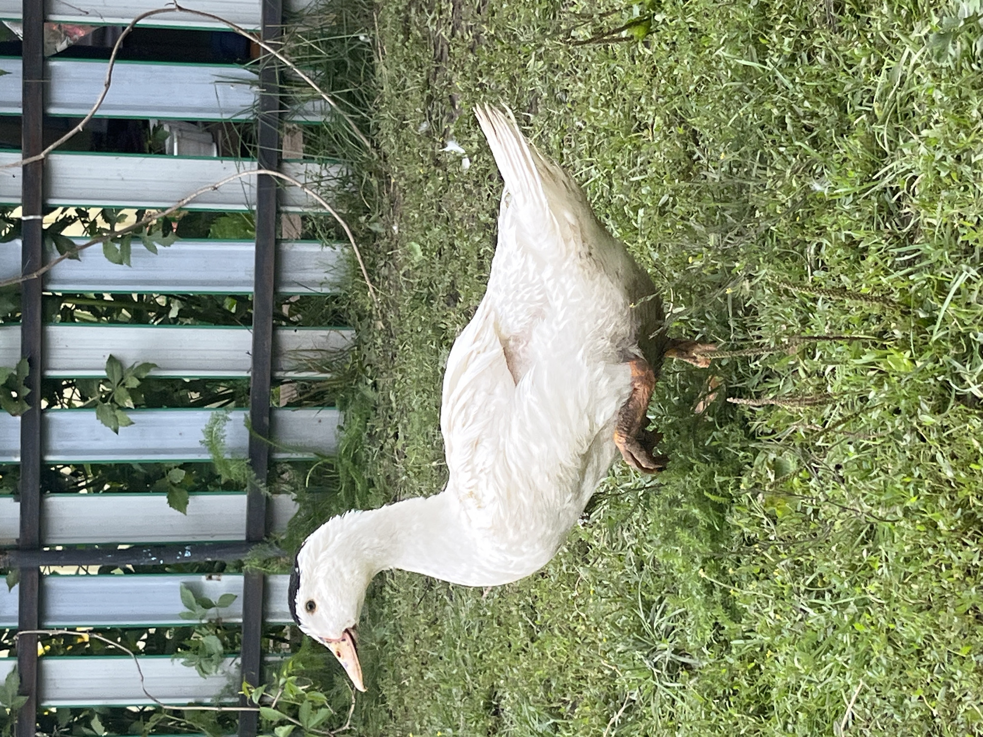 A white duck stands on a grassy area in front of a metal fence. The duck is facing left, with its head slightly turned towards the camera. Its beak is pinkish-orange, and it has a small black marking on its head. One of its legs is raised. The fence behind the duck is made of vertical metal slats, with horizontal wooden supports. Green foliage is visible growing through and around the fence. The ground is covered in green grass and some dry leaves. The overall scene appears to be outdoors in a rural or semi-rural setting, likely within the village of Bolshoy Gondyr, Russia, given the context.