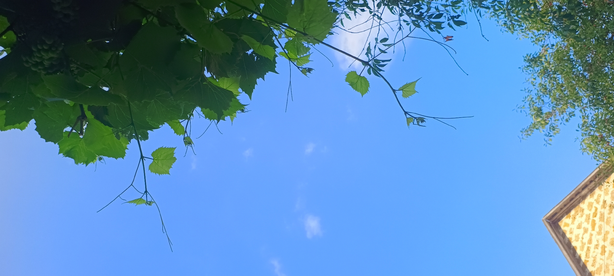 The image shows a clear blue sky with a few wispy white clouds. In the foreground, a branch of green leaves with thin tendrils extends from the top right corner downwards into the frame. Some unripe green grapes are visible amongst the leaves. In the lower left corner, the peak of a building with a light-colored stone facade and a dark roof is visible. The building appears to be a house or a small structure. To the right of the building, the tops of green trees are visible, their leaves dense and lush. The scene appears to be outdoors, under natural daylight.