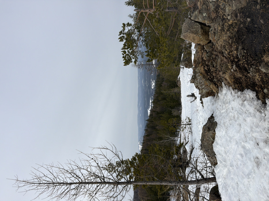 The image displays a winter or early spring mountainous landscape in Novoabzakovo, Russia, under an overcast sky. The foreground is bisected by terrain: the left features a patchy snow cover with visible boot prints, while the right consists of exposed dark earth and large, weathered rocks. A tall, bare deciduous tree stands prominently on the far left, extending beyond the frame, with a smaller evergreen tree visible behind its base. Another evergreen tree with green needles and visible branches occupies the far right. The midground shows a dense forest primarily composed of evergreen trees descending into a valley. Distant hills or mountains, partially snow-covered, are visible in the background, fading into a light grey, uniformly overcast sky. No individuals, animals, or artificial structures are discernible.