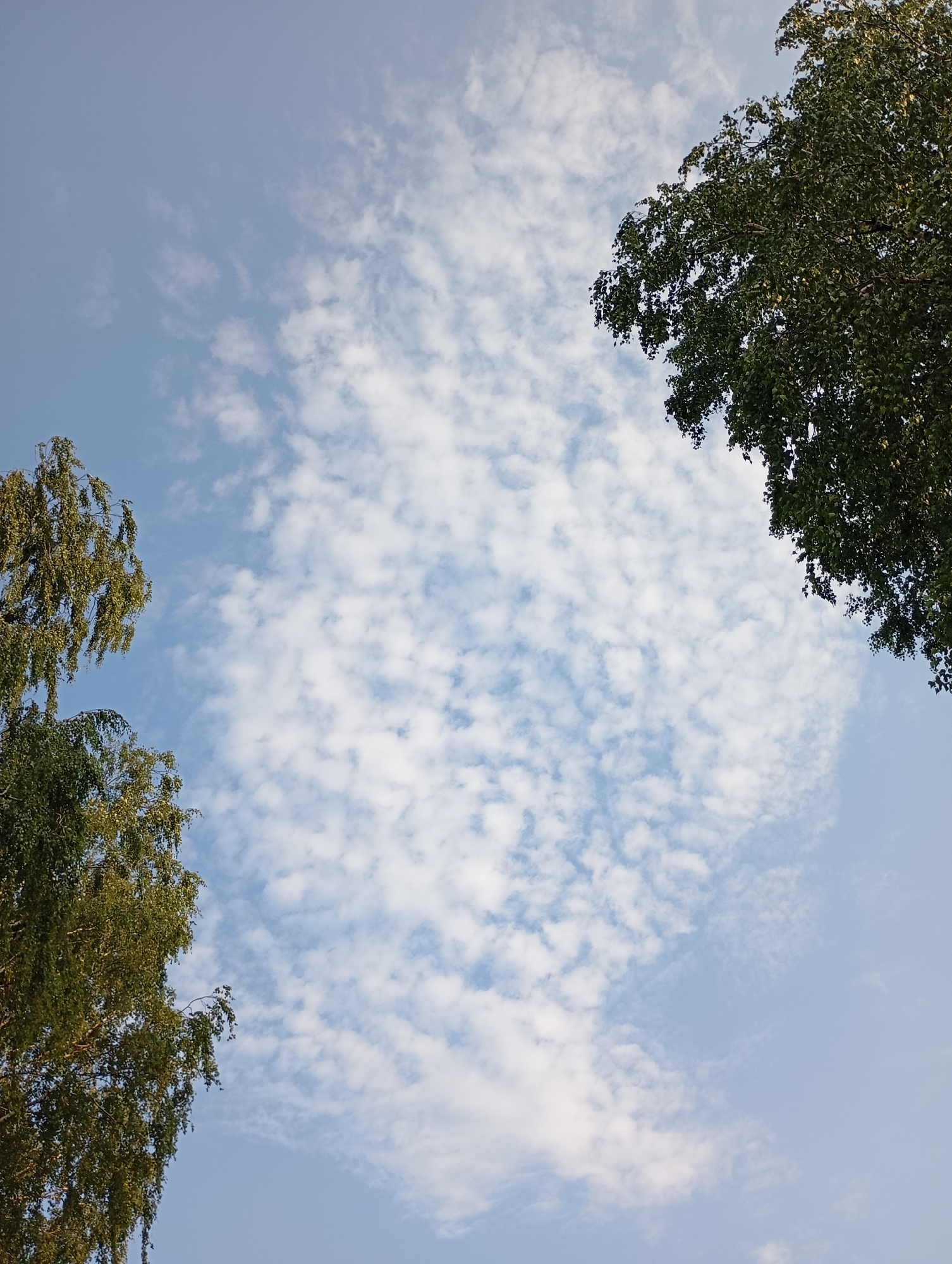 The image captures a sky view from a low angle, looking upwards. Two trees, with green foliage, frame the sky from the left and the right edges of the frame. The sky is a light blue, partially filled with scattered, small, white clouds. The image does not contain any people, or any visible city structures or landmarks that would indicate a specific location within the city of Fokino, Russia. The scene is dominated by the natural elements of trees and sky.