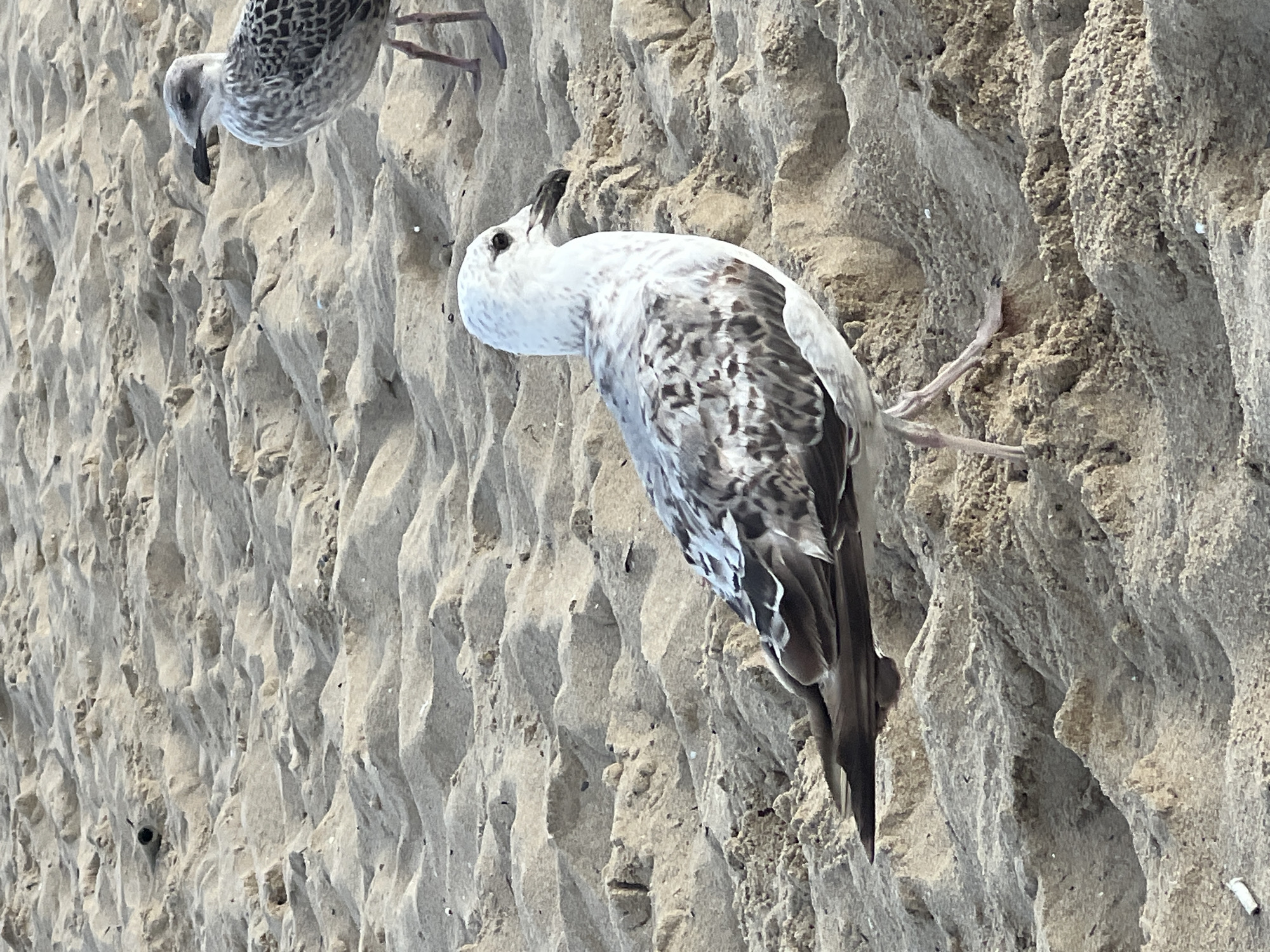 The image shows two seagulls on a sandy beach. The seagull in the foreground is mostly white with grey and black markings on its wings and back. It is facing to the right, with its head turned to the side. The second seagull, partially visible in the upper right corner, is also mottled grey and black. The sand is textured with small dunes and ripples, suggesting it may be a natural beach. The lighting suggests it is daytime. The image does not provide any specific landmarks or contextual details to identify the location as Nesebar, Bulgaria.