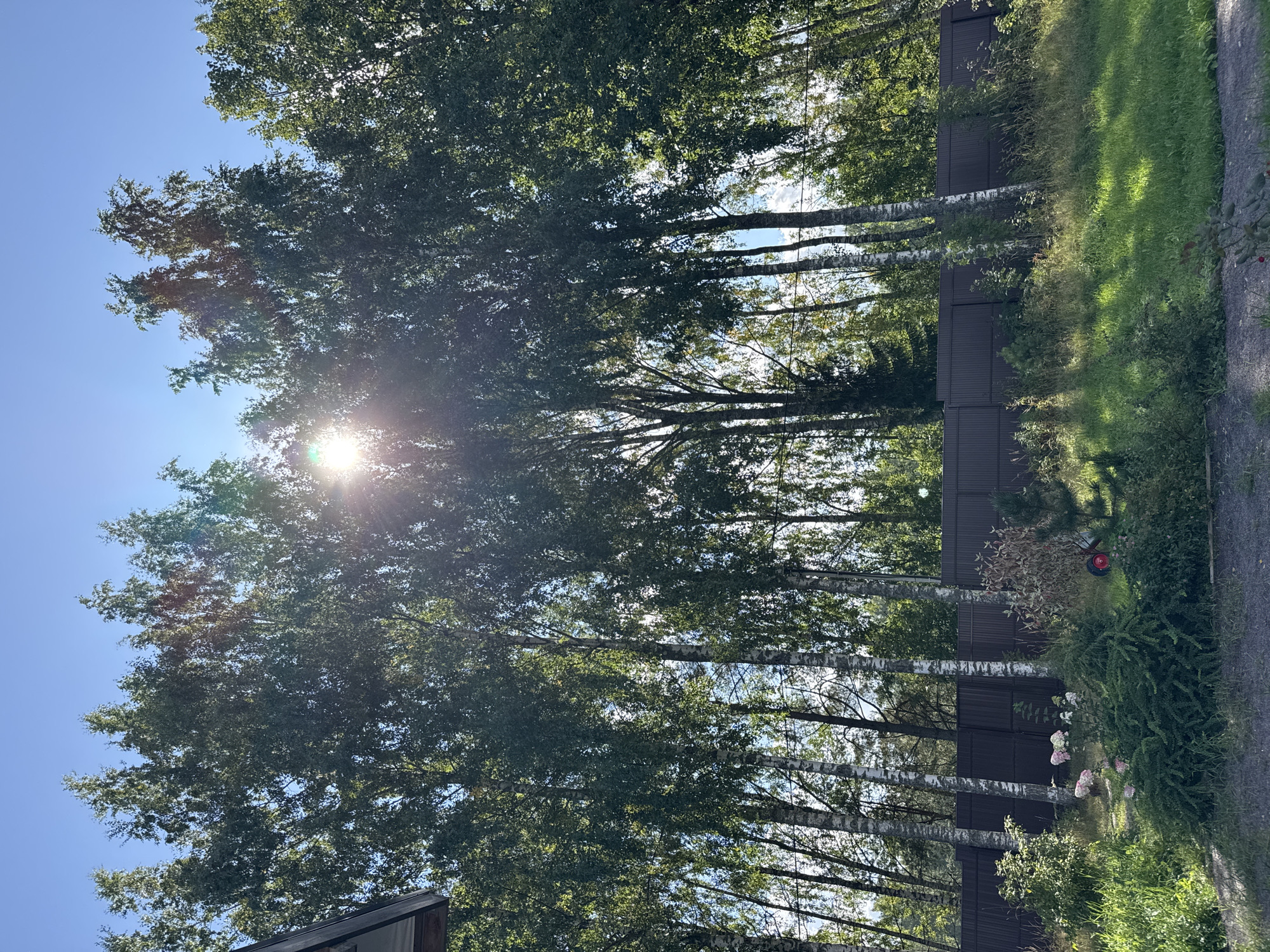 A sunny day in Steklyannyi, Russia, features a row of tall birch trees with bright white bark and green leaves, silhouetted against a clear blue sky. The sun shines brightly through the trees, creating a lens flare effect. A dark brown, corrugated metal fence runs horizontally behind the trees, separating the area from a wooded background. The foreground displays a lush green lawn and various shrubs and plants, with dappled sunlight casting shadows on the grass. A small pink-flowered bush and a miniature evergreen tree are visible near the fence. The scene is a private yard or garden area.