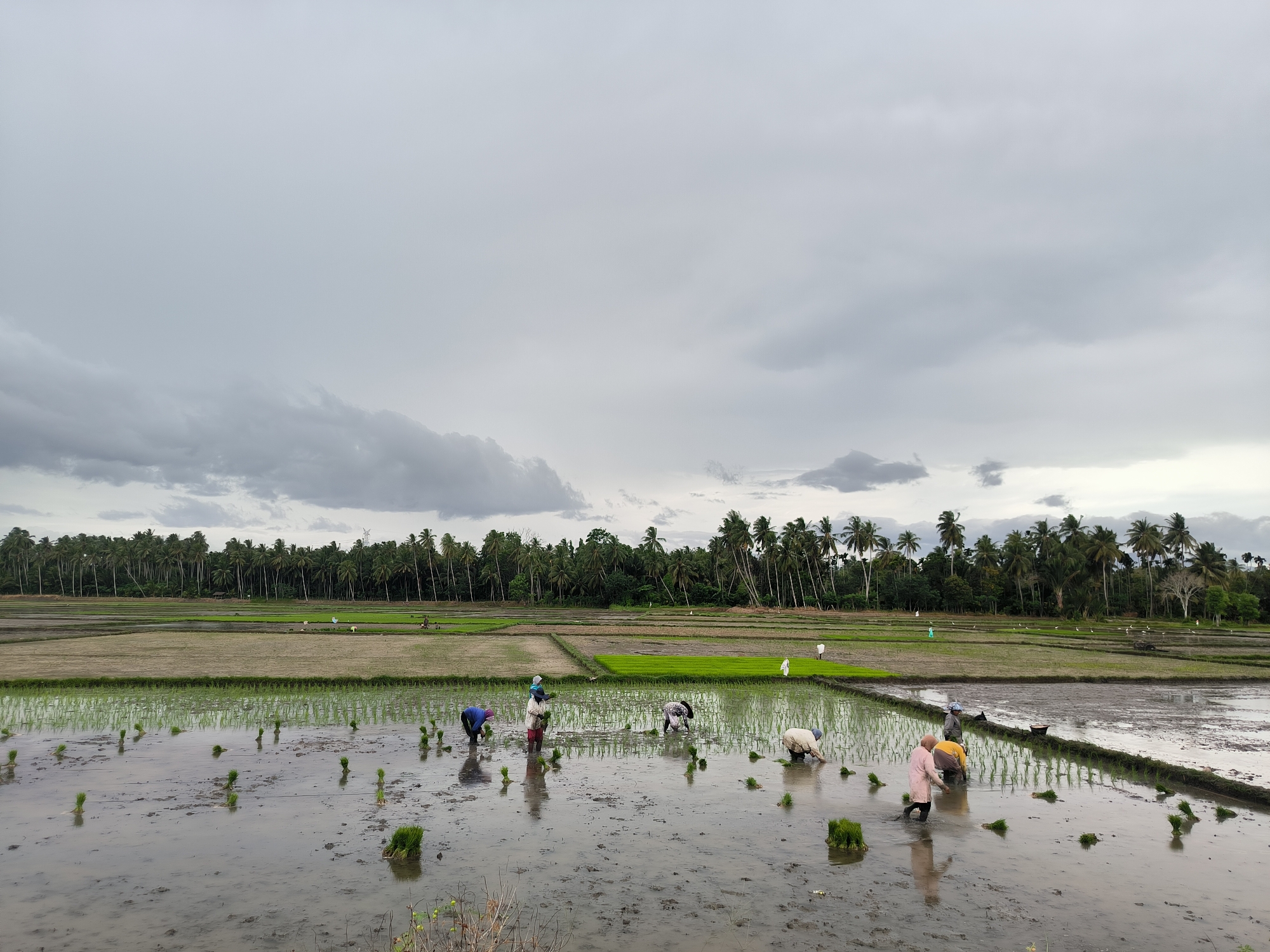 This eye-level, wide-angle shot depicts a group of people engaged in manual rice planting in flooded paddies under an overcast sky, likely in Glee Gogo, Indonesia. The expansive agricultural landscape features several sections of rice fields. In the foreground and mid-ground, multiple individuals, predominantly appearing as women, are seen bending over in the shallow, muddy water, diligently transplanting small, green rice seedlings into the soil. Bundles of these seedlings are visible floating or placed in the water near the planters. Their clothing appears practical for farm work, with some wearing head coverings.
The background is dominated by a dense, dark green treeline composed of numerous tall palm trees, likely coconut palms, extending across the entire horizon. In the further sections of the paddies, which show signs of earlier planting with young green rice shoots, several white birds, possibly egrets, are scattered across the fields. A faint power line tower is barely visible amidst the palm trees in the distant left.
The sky is heavily overcast with thick, grey clouds, suggesting a cloudy day with diffused light and no direct sunlight. The water in the paddies reflects the muted light. The scene captures the labor-intensive process of traditional rice cultivation in a tropical rural setting. No discernible text is visible in the image.