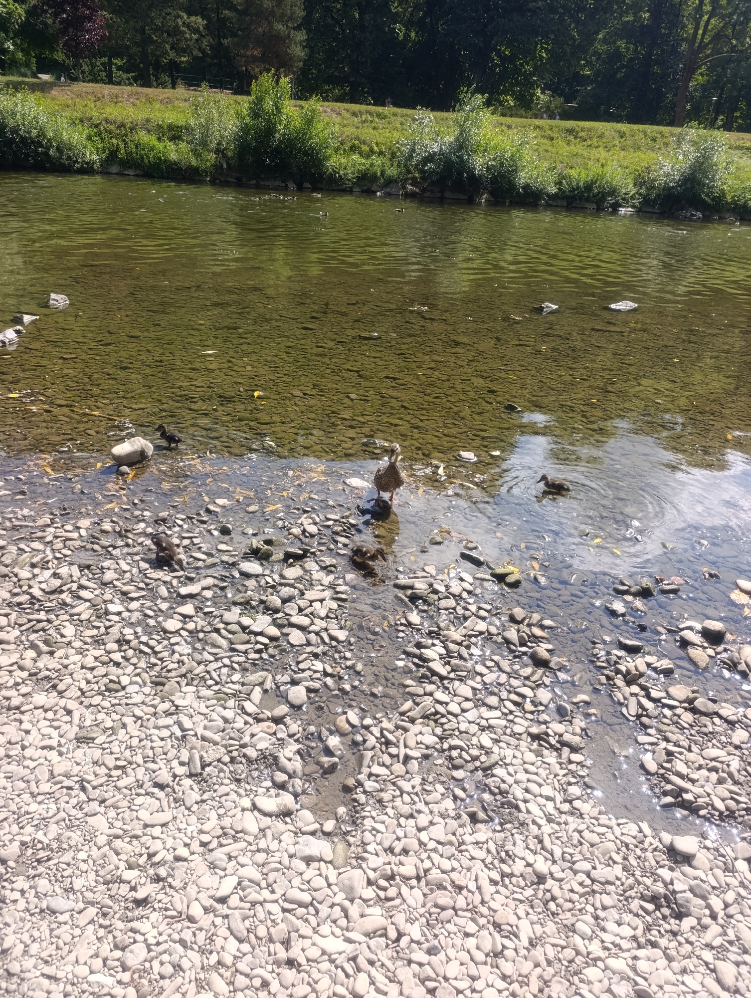 The image shows a shallow, clear river with a rocky, pebbled shoreline. On the shoreline, there are several ducks and ducklings. Some ducks are partially in the water, while others are on the pebbles. The river has a green hue, and the bottom is visible through the water, showing more pebbles and some submerged rocks. The background consists of a grassy bank leading up to a dense line of trees. The scene appears to be a natural, serene environment. This scene is located in Teplice nad Bečvou, Czechia, specifically along the Bečva River.