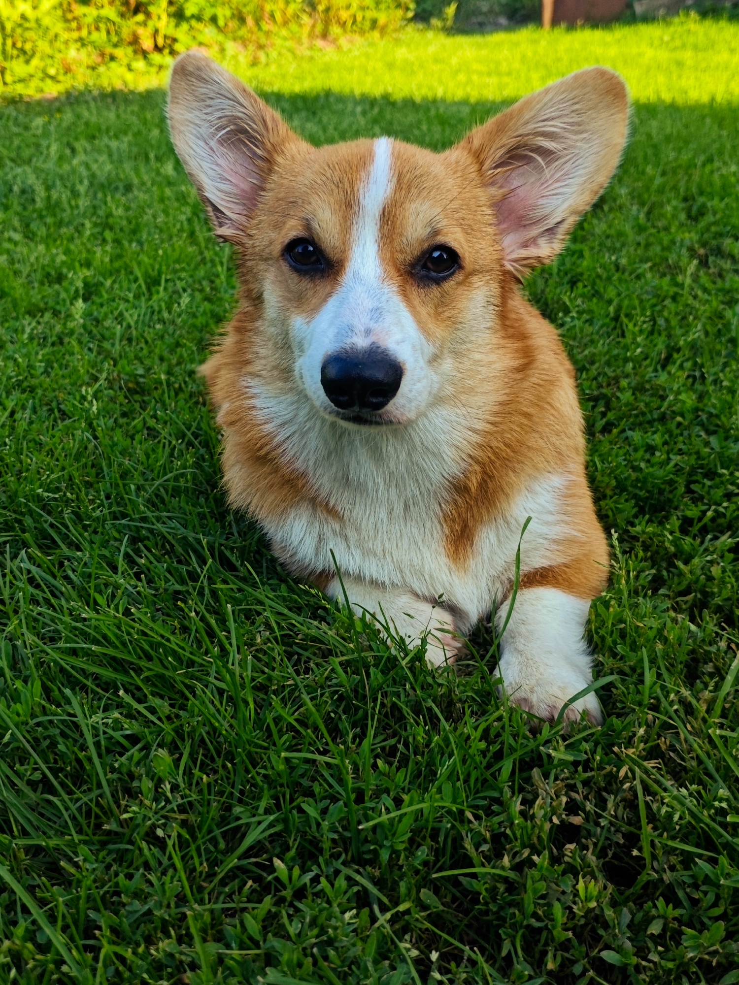 A short-haired corgi with tan and white markings lies in green grass, looking directly at the camera. The dog's ears are perked up, and its eyes are dark. The grass is lush and well-maintained, suggesting an outdoor setting, possibly a park or a backyard. The background is softly blurred, with hints of green and yellow foliage, indicating a natural environment. The lighting suggests it is daytime, with sunlight illuminating the scene. The composition is a medium shot, focusing on the dog's head and upper body.