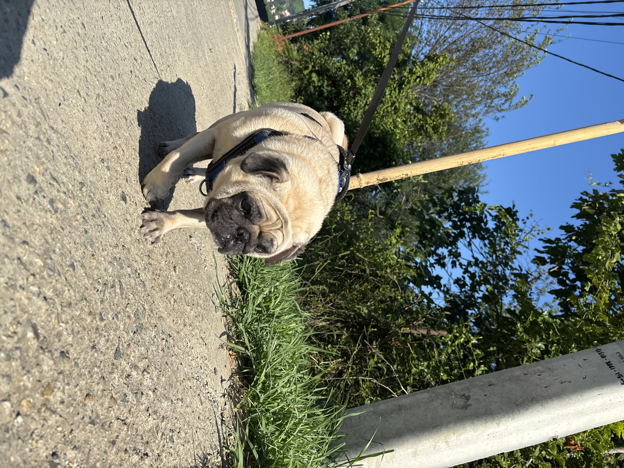 A fawn-colored pug is walking on a concrete sidewalk on a sunny day, with lush green trees and foliage lining the right side of the path. The pug is wearing a dark blue harness and is attached to a black leash. The sidewalk is slightly cracked and uneven, with scattered pebbles and debris. A tall, weathered utility pole stands to the right of the pug, and another thinner, lighter-colored pole is visible behind the pug and slightly to the left. In the background, telephone wires are strung between poles. The sky is a clear, bright blue. The scene appears to be a residential or semi-rural area in Sochi, Russia, given the vegetation and utility infrastructure.