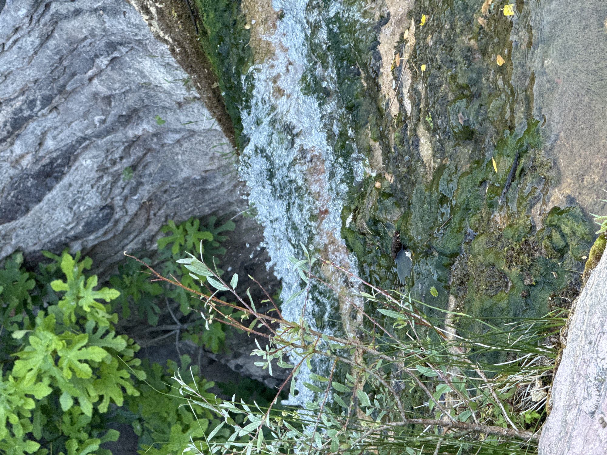 The image shows a close-up, top-down view of a small waterfall or rapid stream flowing over moss-covered rocks. Lush green foliage, likely from a fig tree and other plants, is visible in the upper left portion of the frame, adjacent to a large, grey, textured rock face. Thin branches with delicate leaves extend into the frame from the left and center. The water is clear and turbulent, creating a foamy, white appearance as it cascades. The streambed is composed of various colored rocks, predominantly covered in vibrant green moss and algae. Scattered yellow leaves are visible on the rocks and in the water. The scene suggests a natural, outdoor environment, possibly a park or a secluded natural area within or near Rafailovići, Montenegro. No people or man-made structures are present in the image.