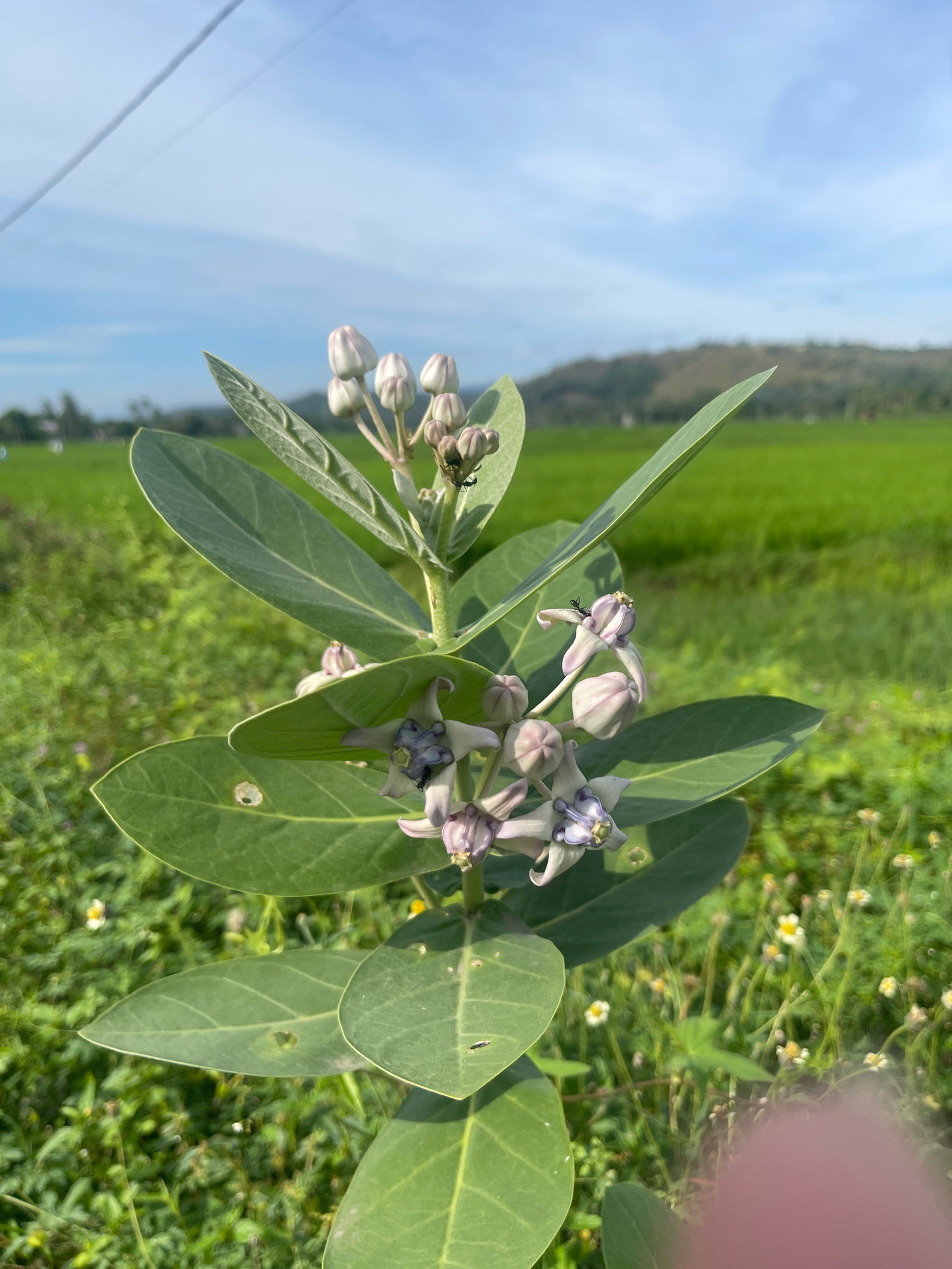 A cluster of pale purple flowers with distinctive star-shaped centers is in focus on a green plant. The plant has large, oval, light-green leaves. In the background, a vibrant green rice field stretches towards rolling hills under a blue sky with scattered clouds. The scene appears to be in a rural area, with a telephone wire visible diagonally across the upper part of the sky. There are no people visible in the frame. The location is Julikeude Dua, Indonesia.