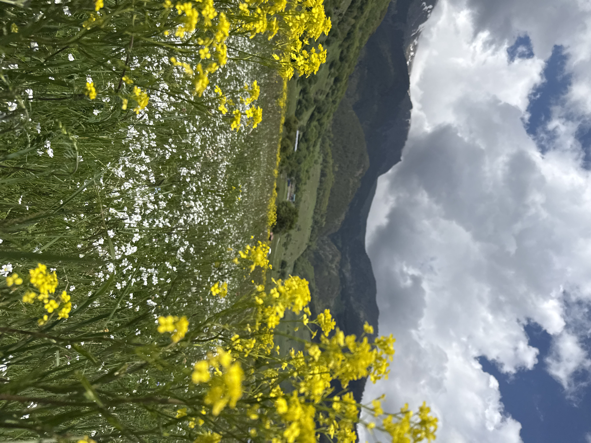 The image depicts a vibrant meadow filled with white and yellow wildflowers, set against a backdrop of lush green hills and majestic mountains under a dramatic sky. The foreground is dominated by tall stalks of yellow flowers, their blossoms in sharp focus, while a dense carpet of smaller white flowers stretches out behind them. The midground features rolling green slopes dotted with trees, and the background reveals imposing, dark mountains partially shrouded in clouds. The sky is a dynamic mix of dark, heavy clouds and patches of bright blue, suggesting a changeable weather day. The overall scene is one of natural beauty and a remote, mountainous landscape. While the location is stated as Верхне-Тебердинское сельское поселение, Russia, there are no people, man-made structures other than a possible distant building or two barely visible on the hillside, or specific actions taking place in the image.