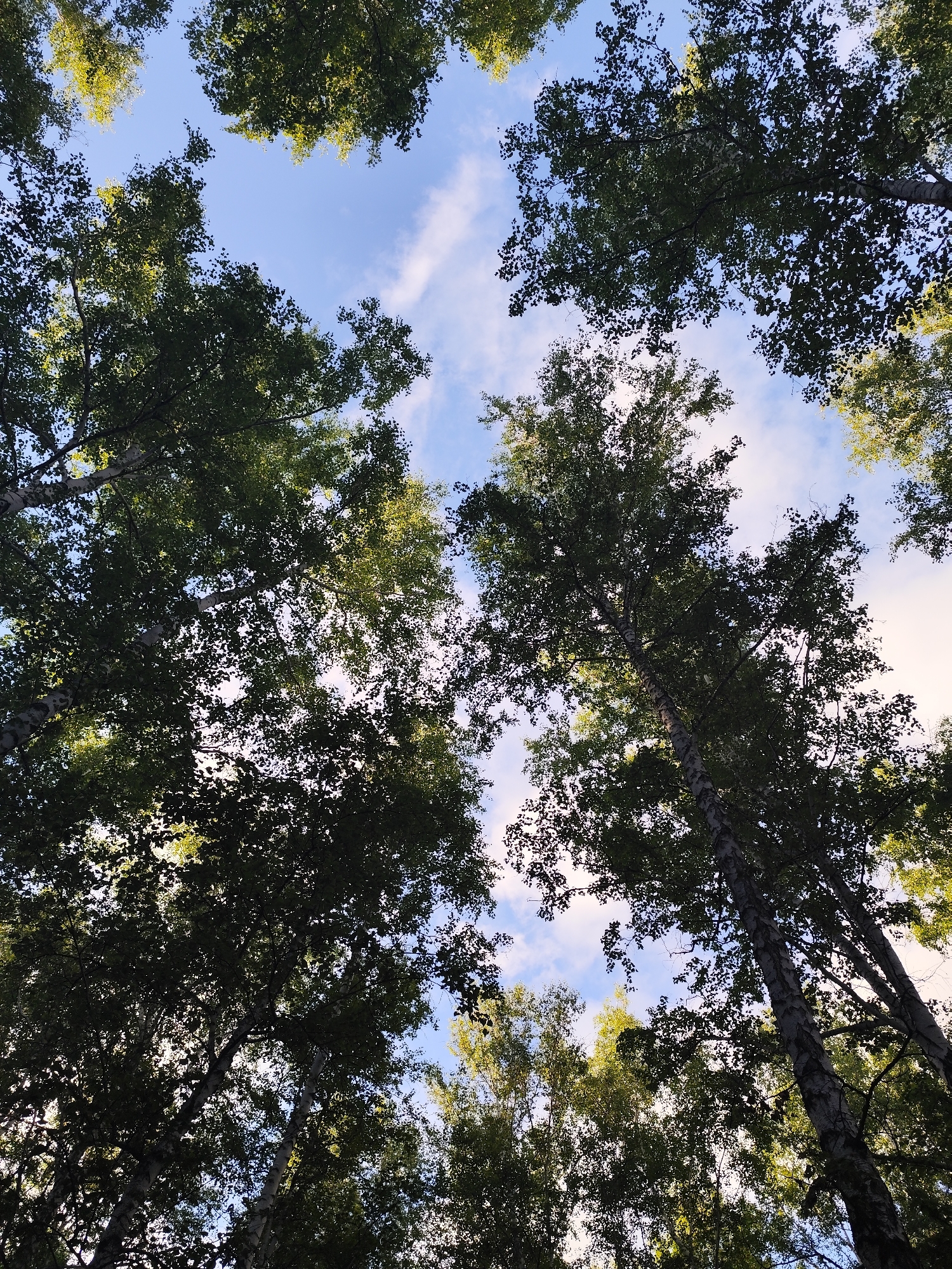 The image is a low-angle shot looking up through the canopy of tall trees, with the sky visible between the branches and leaves. The trees appear to be birch trees, characterized by their slender trunks with distinctive white, papery bark marked with dark horizontal lines. Their leaves are dense and green, creating a dark silhouette against the sky in some areas, while in others, sunlight filters through, casting a yellowish-green glow.
The sky is a bright blue with scattered white clouds, suggesting it is daytime, likely late morning or afternoon given the sunlight. The perspective emphasizes the height of the trees and the feeling of being immersed in a forest. There is no visible text in the image. The scene evokes a sense of nature, tranquility, and the vastness of the sky viewed from below. The lighting and the natural elements suggest an outdoor setting, possibly a park or a wooded area.