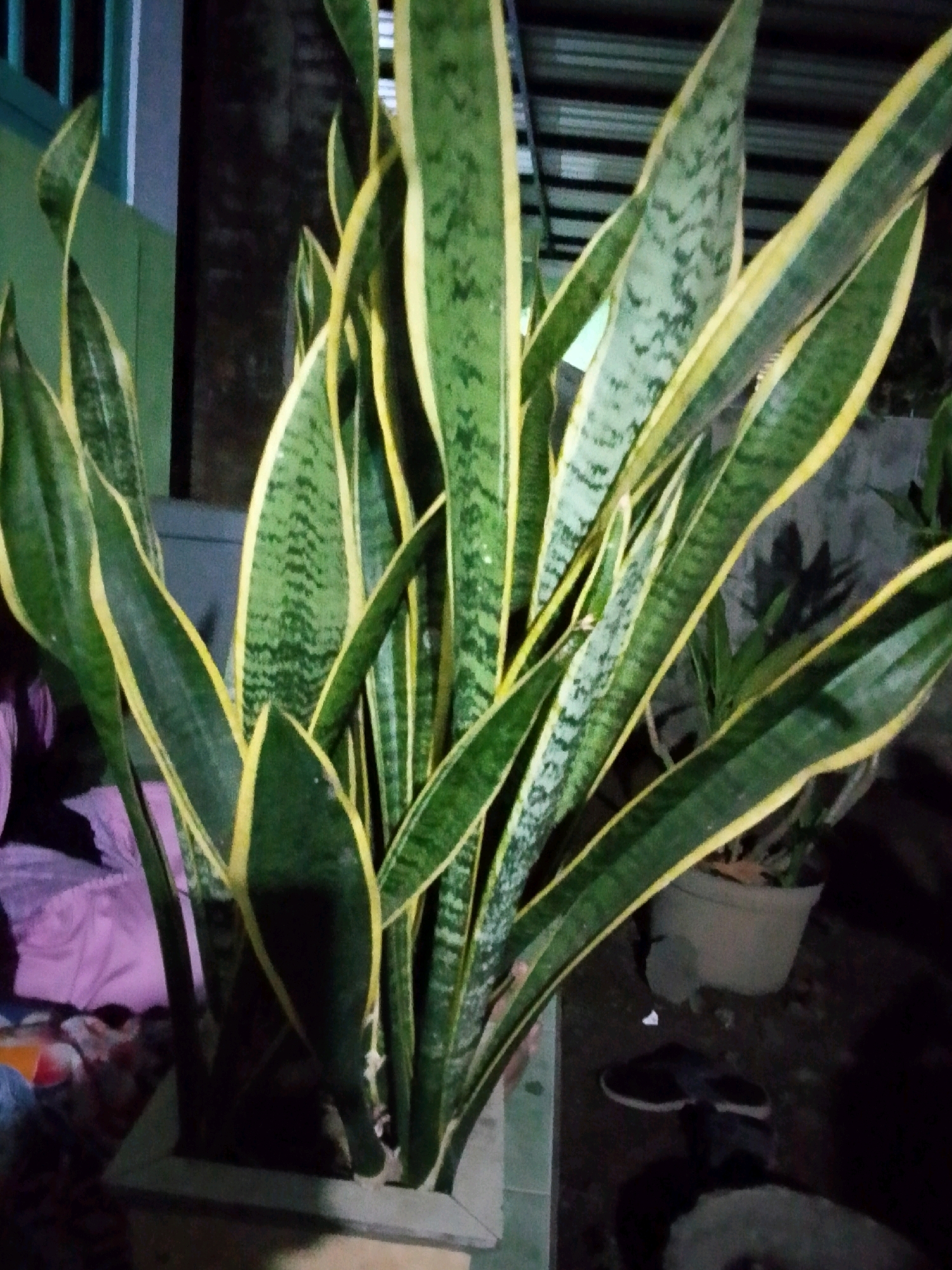 A snake plant with variegated green and yellow leaves is displayed in a pot. The plant has long, upright leaves and is positioned in what appears to be an outdoor area. In the background, a house with a dark-colored roof is visible, as well as a gray wall and some scattered objects on the ground, including a pair of dark shoes. The lighting suggests it is nighttime or dusk. The scene is located in Bulurejo, Indonesia.