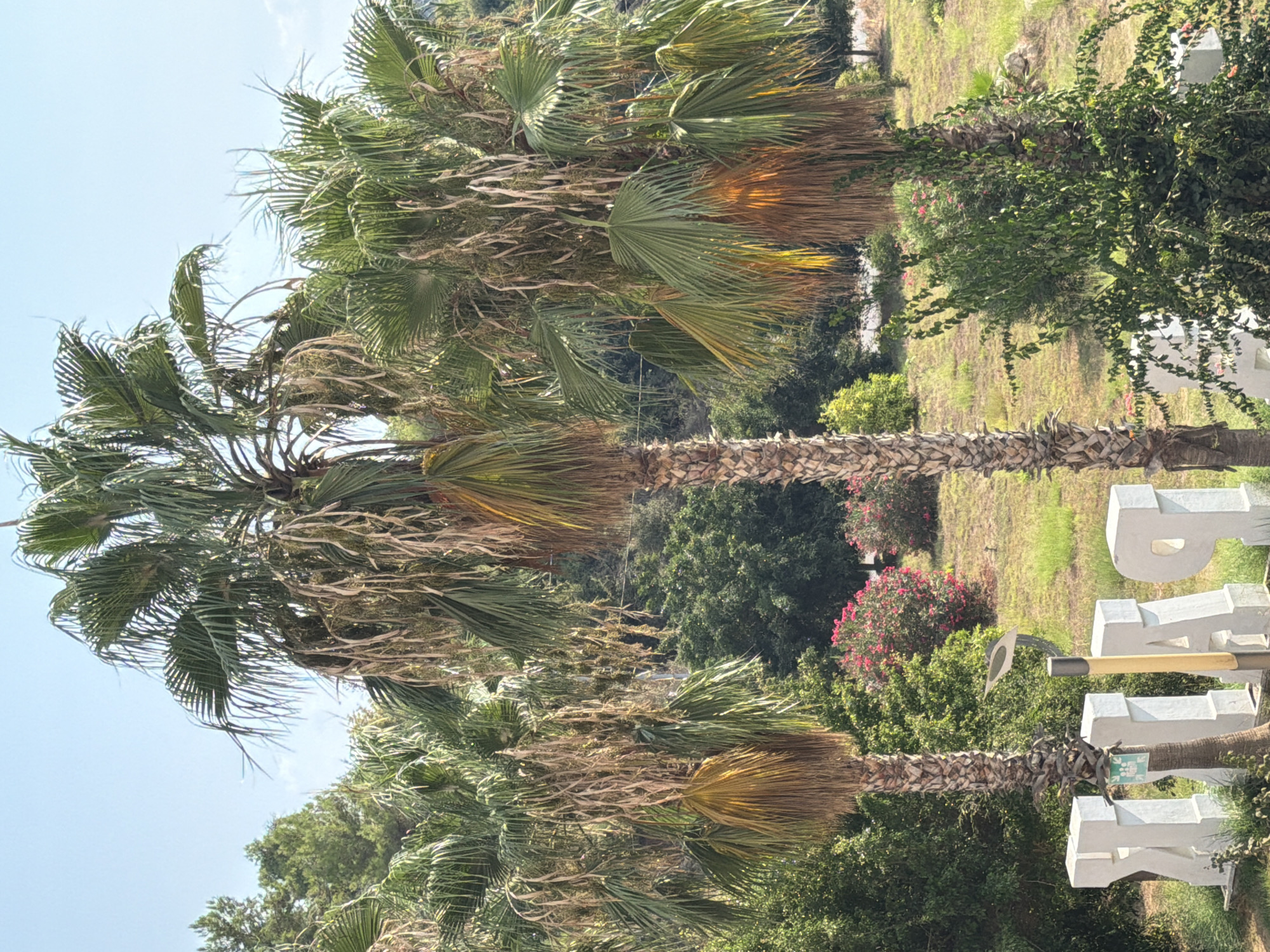 The image depicts a cluster of three palm trees in Alanya, Turkey, with a clear blue sky overhead. The palm trees are tall and slender, with long, drooping fronds. The ground beneath the trees is covered in dry grass and some scattered pink flowers. In the foreground, large white block letters spelling out "PARK" are visible, some of which are partially obscured by the palm trees and surrounding vegetation. A single lamppost with a curved arm stands between the letters. The overall scene suggests an outdoor park or recreational area.