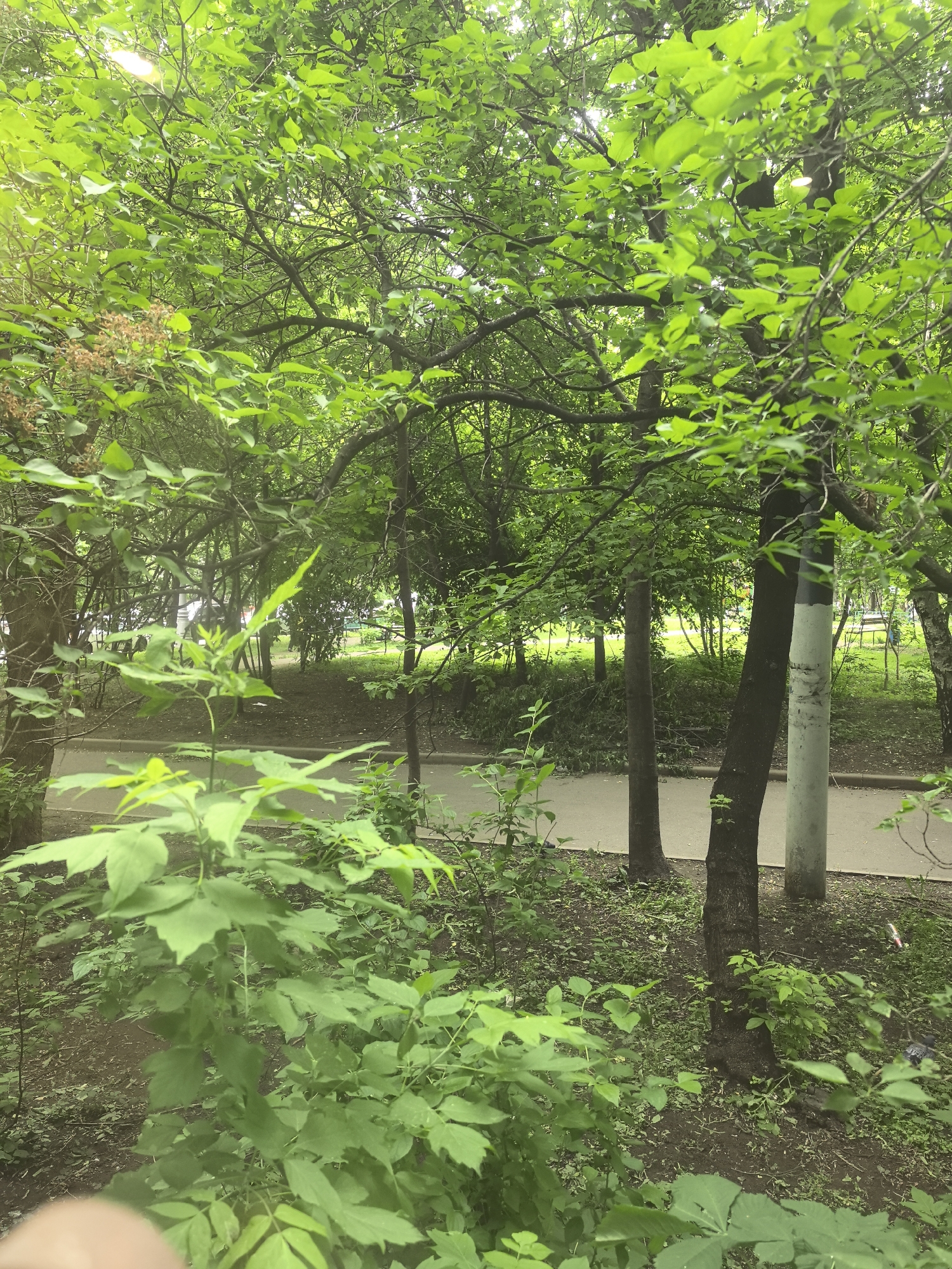 This image presents a lush, verdant outdoor scene, likely an urban park or a tree-lined street in Moscow, Russia, during late spring or summer. The foreground is filled with dense green foliage, including bright green leaves of trees and various undergrowth plants. A blurry, light-skinned finger or thumb is visible in the bottom-left corner, suggesting a handheld photograph.
The upper and middle sections of the image are dominated by numerous deciduous trees with vibrant, healthy green leaves, forming a dense canopy. Bright sunlight filters through the leaves from above, creating illuminated patches and indicating it is daytime. Several tree trunks, varying from dark brown to lighter shades, are visible throughout the frame.
In the midground, a light-colored paved pathway or road runs horizontally. To the right of this path, a tall, slender pole, light in color with a darker top section, stands upright. Beyond the path, the background shows more trees and greenery, with indistinct, blurry shapes suggesting other elements of a public park, such as potential benches.
No specific human activity or event is clearly taking place; the scene portrays a tranquil natural environment within an urban setting. The overall impression is one of calmness and abundant greenery. There is no visible text in the image.