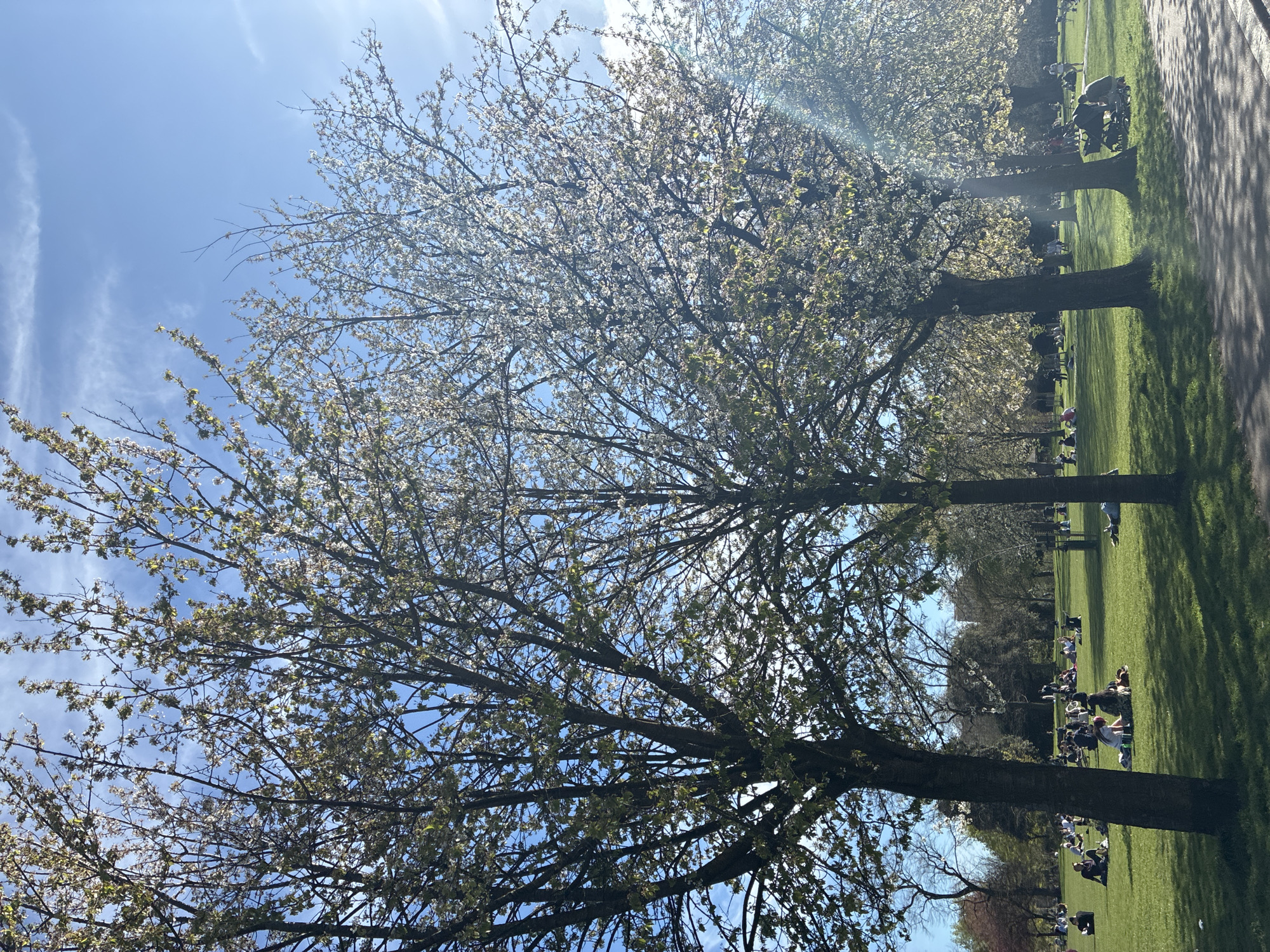 The image shows a park in London, United Kingdom, on a sunny day. A tree with white blossoms is in the foreground against a clear blue sky with wispy clouds. A grassy lawn with scattered individuals and groups, some sitting or reclining, occupies the middle ground. A paved path runs alongside the lawn. More trees and some buildings are in the background.