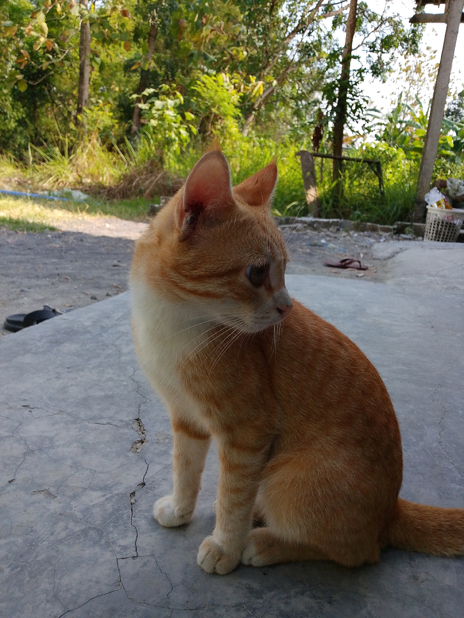 An orange and white cat is sitting on a cracked concrete surface outdoors. The cat is facing to the right, with its body angled slightly away from the camera. Its fur is a mix of orange and white, with distinctive orange tabby markings on its head and back. The cat's eyes are open and appear to be light brown or green.
In the background, there is lush green vegetation, including trees and tall grass, suggesting a rural or suburban environment. Sunlight is filtering through the leaves, creating dappled shadows on the ground. To the right of the cat, a white plastic basket filled with what appears to be trash is visible. Further back, there is a wooden pole and some sort of structure. On the concrete surface in front of the cat, a pair of dark-colored flip-flops are lying on their side. The ground beyond the concrete is covered in dirt and dry grass. The scene appears to be located in Sugio, Indonesia, given the tropical vegetation.