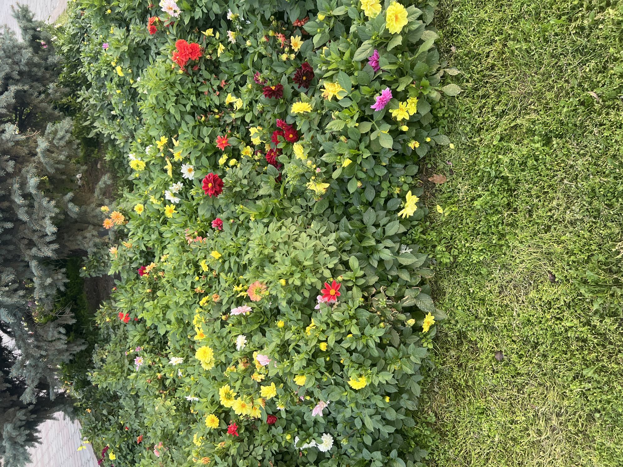 In Bishkek City, Kyrgyzstan, a dense flower bed of dahlias, displaying a vibrant mix of red, yellow, pink, and white petals, is situated in front of a large evergreen tree. The flowers are in full bloom, with many petals spread open, while others are still in bud form. The flower bed is bordered by a patch of green grass in the foreground. The lighting suggests it is daytime.