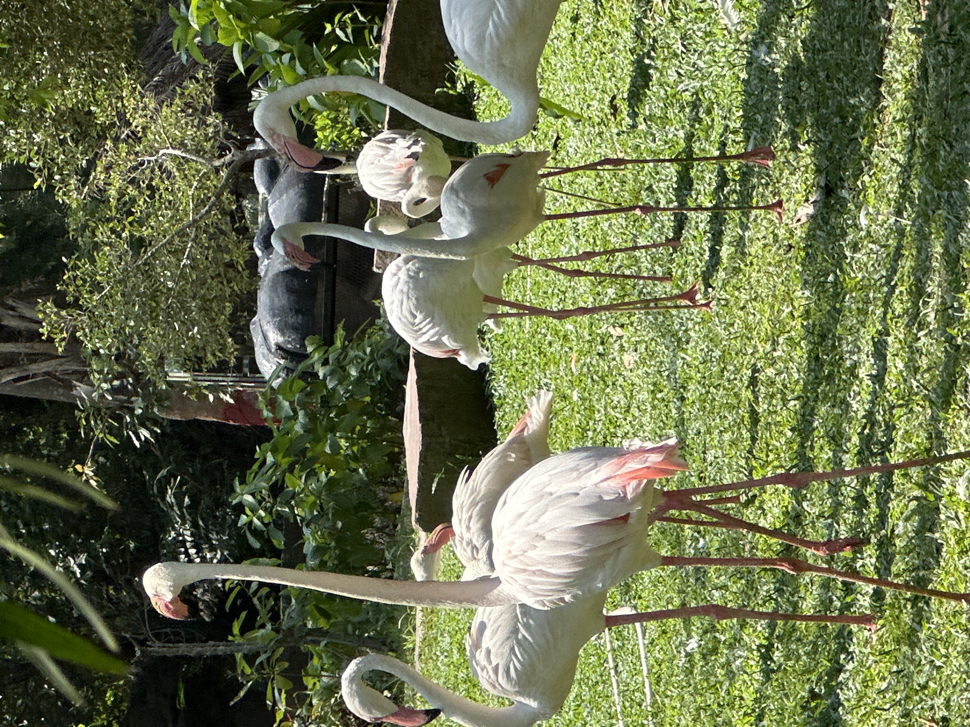 The photograph captures a group of flamingos in Bang Phra Subdistrict, Thailand. The birds are positioned on a grassy area, some standing tall with their necks extended and others with their heads tucked. The flamingos exhibit a mix of white and pink hues in their plumage. The environment includes foliage and what appears to be a man-made structure. The scene is bathed in sunlight.