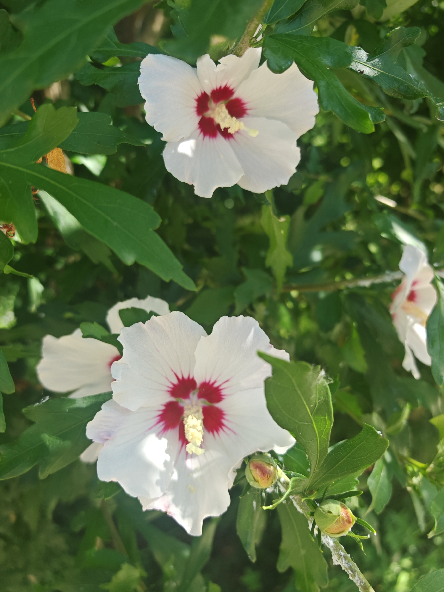 In Varvarovka, Russia, a close-up shot captures two vibrant white hibiscus flowers in full bloom, their centers adorned with a striking crimson hue. The flowers are nestled amongst lush green foliage, with one bloom prominently featured in the foreground, its delicate petals gently unfurling. Two small, tightly closed buds are visible to the right of the foreground flower, hinting at future blooms. The background is softly blurred, showcasing the natural environment with dappled sunlight filtering through the leaves, creating a serene and picturesque scene.