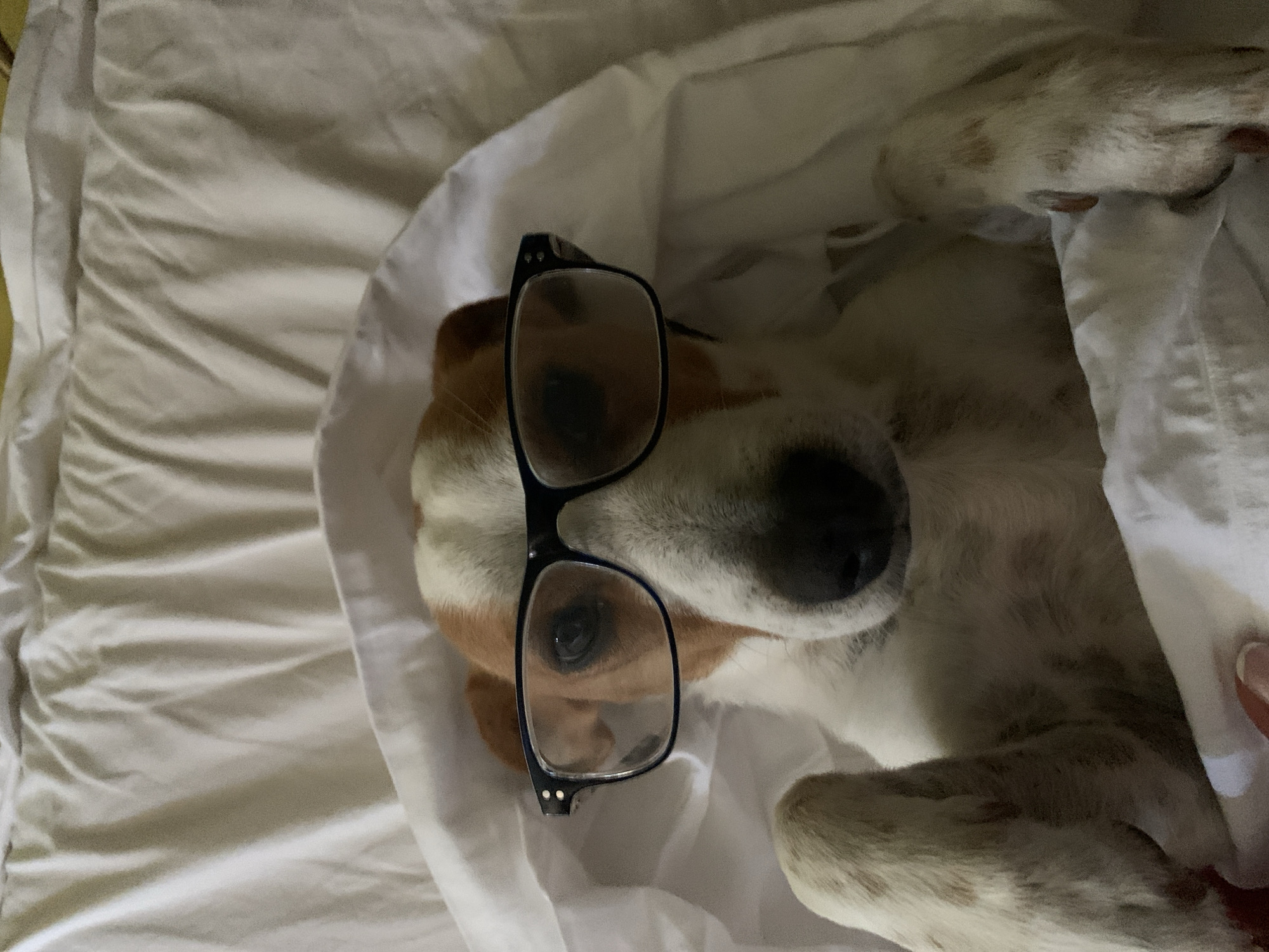 A dog wearing black-rimmed glasses lies on a white-sheeted bed. The dog is mostly white with tan markings on its head and ears, and tan spots on its paws. Its front paws are raised, and it appears to be looking directly at the camera. The bedsheets are wrinkled, creating shadows and highlights. The scene is lit by an unseen light source. The dog's location is unspecified, and there is no indication it is in San Quirico d'Orcia, Italy.