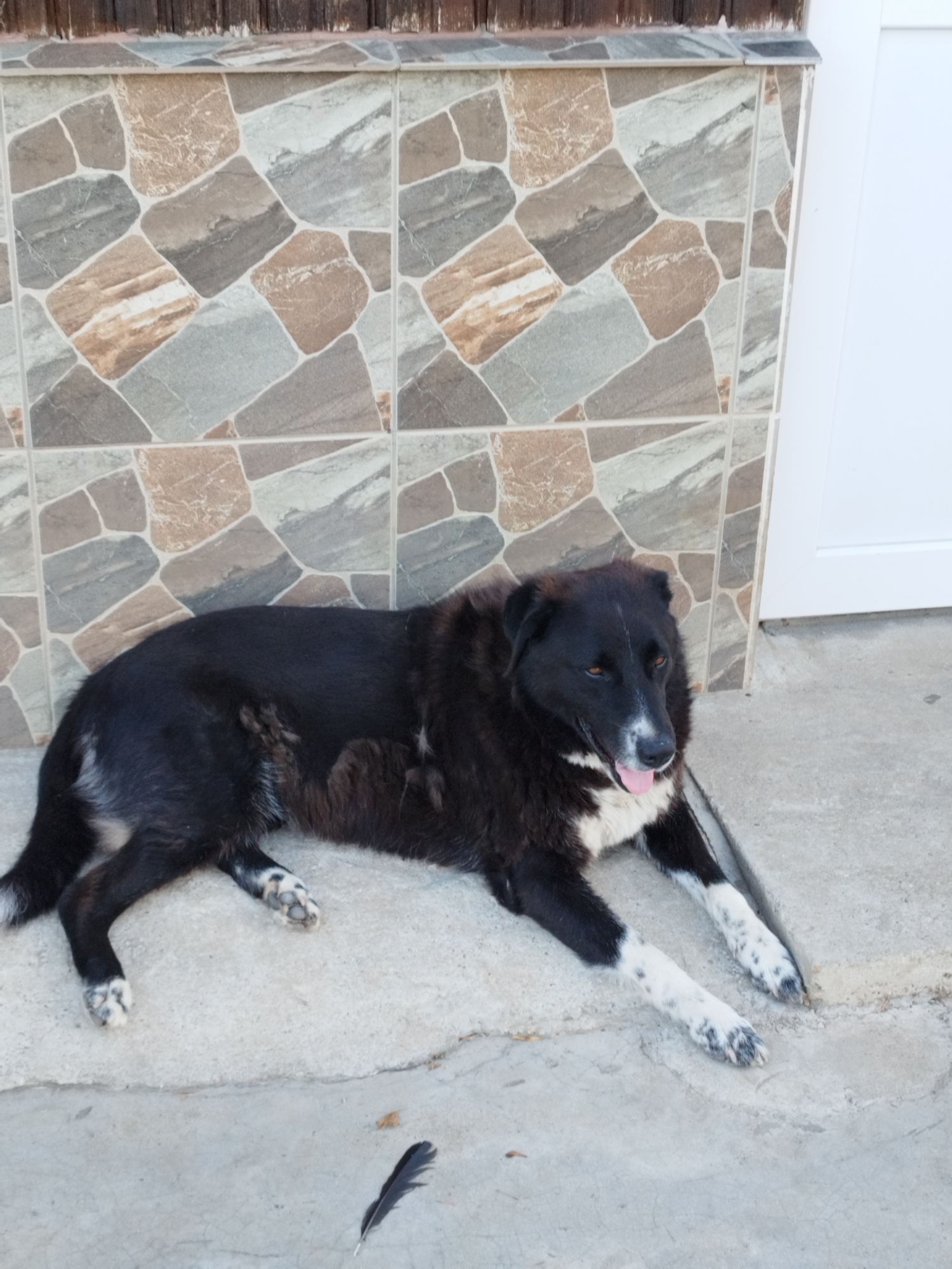 A black and white dog is lying on a concrete surface in front of a tiled wall and a white door. The dog is primarily black with white markings on its chest, paws, and face. Its tongue is slightly out, and its eyes are open. The wall behind the dog is covered in square tiles with a mosaic pattern of brown, grey, and beige stone-like textures. The concrete surface appears worn and has some cracks. A single black feather lies on the concrete in the lower foreground. The scene is outdoors, and judging by the architecture and general environment, it is likely a residential area in Bucharest, Romania.