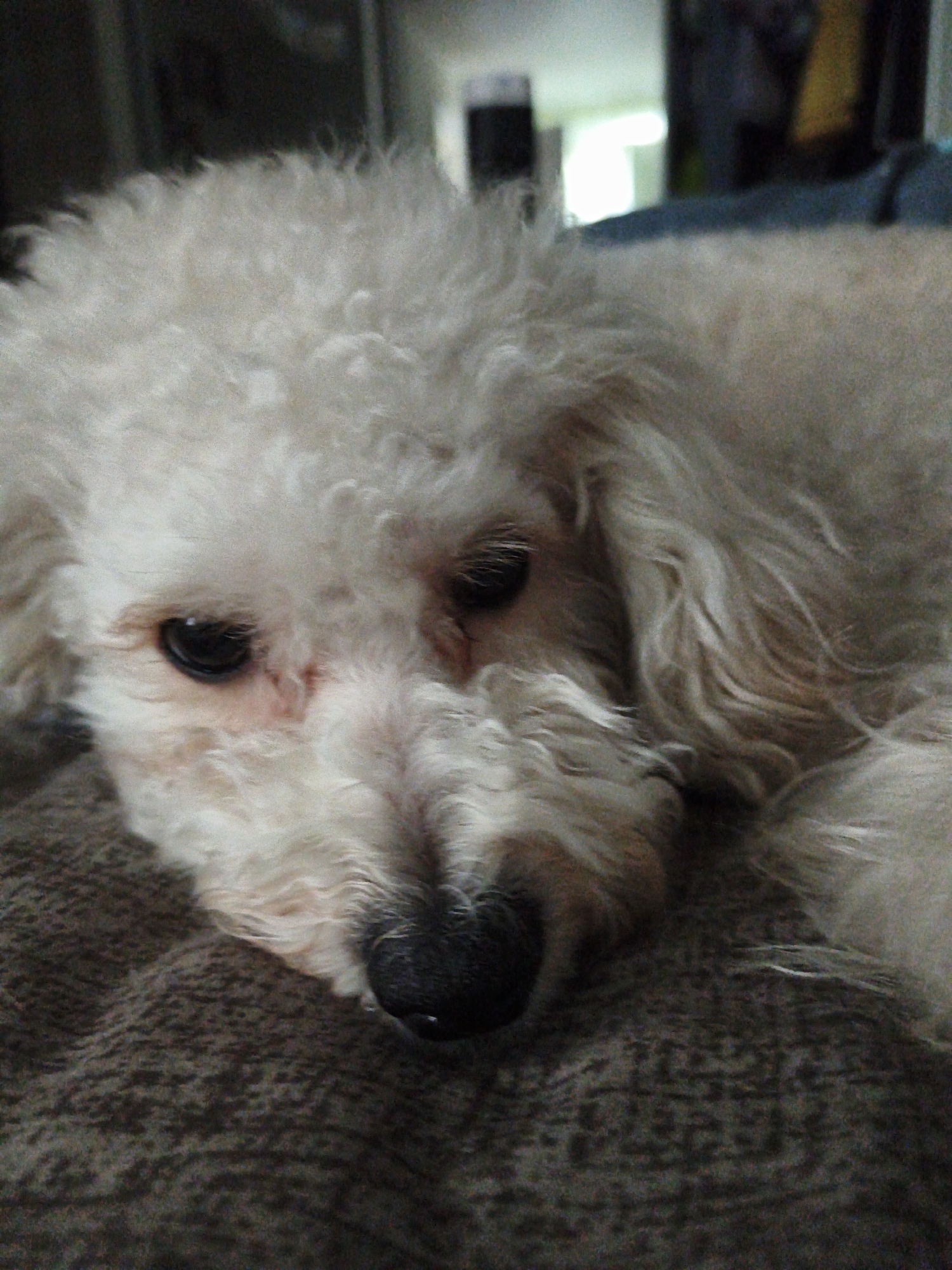 A close-up shot focuses on a small, white, curly-haired dog resting its head on a brown textured surface. The dog's eyes are dark and partially closed. The background is blurred, showing hints of a room with neutral colors and possibly a window with natural light filtering through. The photograph does not give any indication of the location being the city of Chaikovsky, Russia.