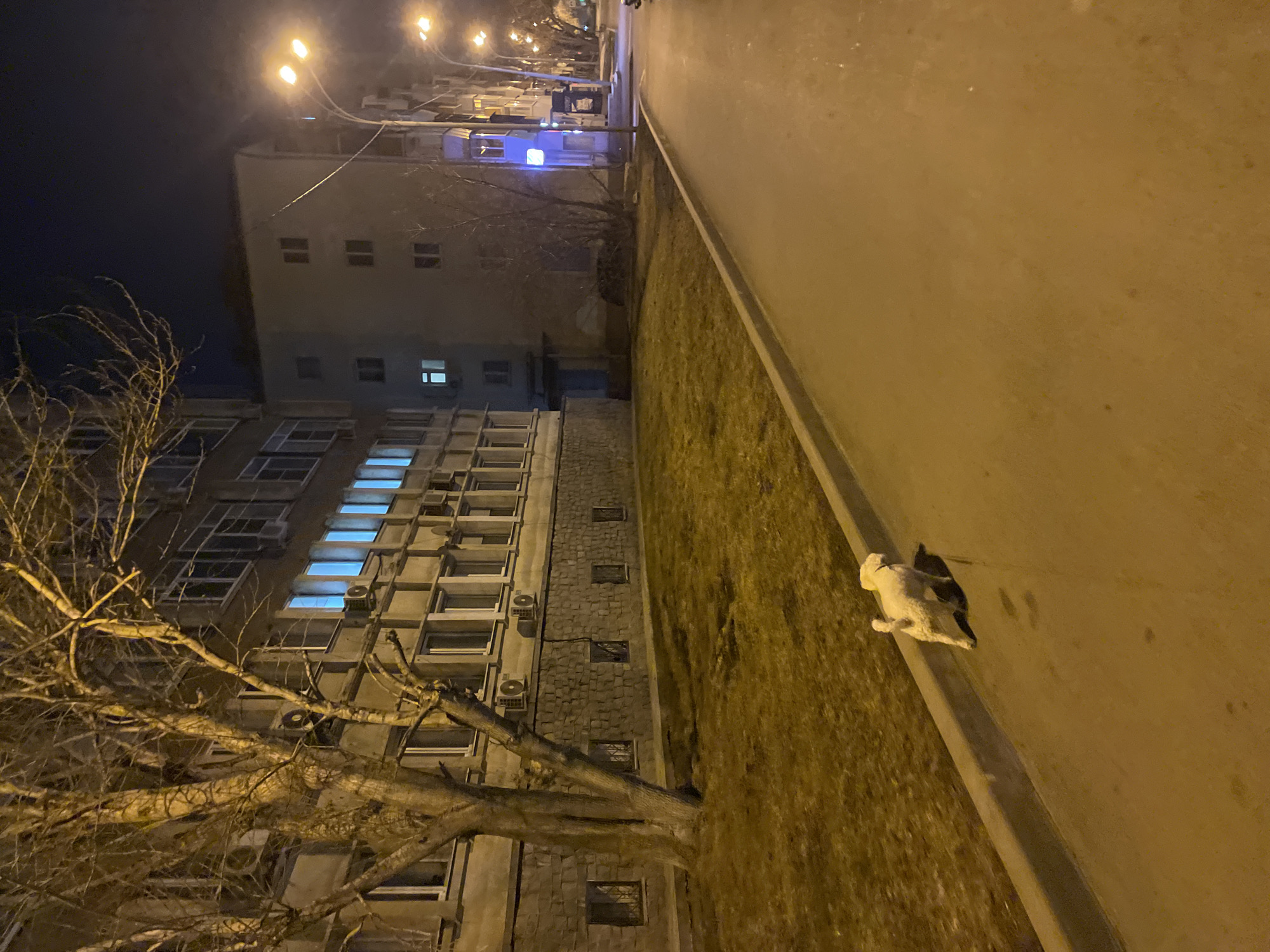 This image depicts an urban street scene at night in Yekaterinburg, Russia. The perspective is from ground level, looking down a sidewalk that runs parallel to a multi-story building on the left.
In the immediate foreground, a small, light-colored, curly-haired dog, possibly a poodle or similar breed, walks away from the viewer on the concrete sidewalk. Its shadow is cast to its right. The sidewalk extends into the mid-ground, bordered by a concrete curb on its left.
To the left of the sidewalk and curb is a strip of dormant, brownish-yellow grass. Beyond the grassy strip stands a large, bare deciduous tree with multiple visible branches, partially obscuring the facade of a multi-story building. This building features a light-colored exterior with numerous windows. Its lower level is clad in a dark, irregular stone pattern, containing several small windows protected by grates. The upper floors display multiple rectangular windows, some of which are illuminated with a distinct blue light, while others are dark or show faint white light. Several individual air conditioning units are mounted below various windows.
Further down the street, beyond the first building, another multi-story structure with a darker facade is visible. The right side of the image shows a paved street receding into the distance, illuminated by multiple yellow-orange streetlights mounted on poles. The night sky is dark overhead, with no visible stars. The overall lighting is provided by the streetlights and internal building illumination.