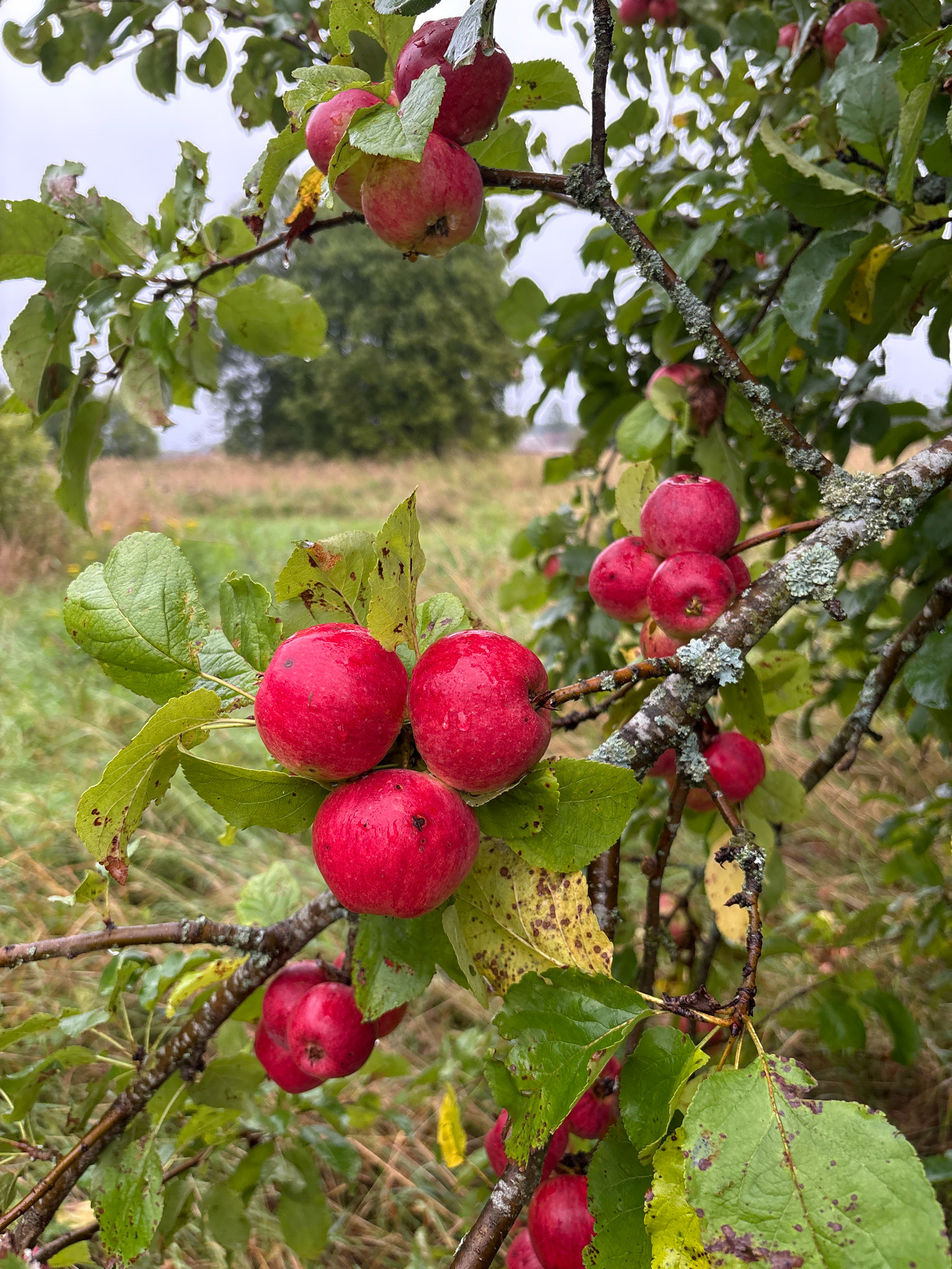 The image depicts a close-up view of a branch laden with ripe red apples, some of which are still attached to the tree. The apples are a vibrant red, with a few showing subtle variations in color. They are wet, suggesting recent rainfall. The leaves on the branch are predominantly green, with some showing signs of autumn, such as yellowing or brown spots. The branches themselves are rough and covered in patches of light-colored lichen. In the background, out of focus, is a blurry landscape of green fields and trees under an overcast sky, indicating a rural or natural setting. The image does not contain any people or specific urban landmarks, making it impossible to pinpoint a location within Lyady, Russia, based solely on the visual information provided.