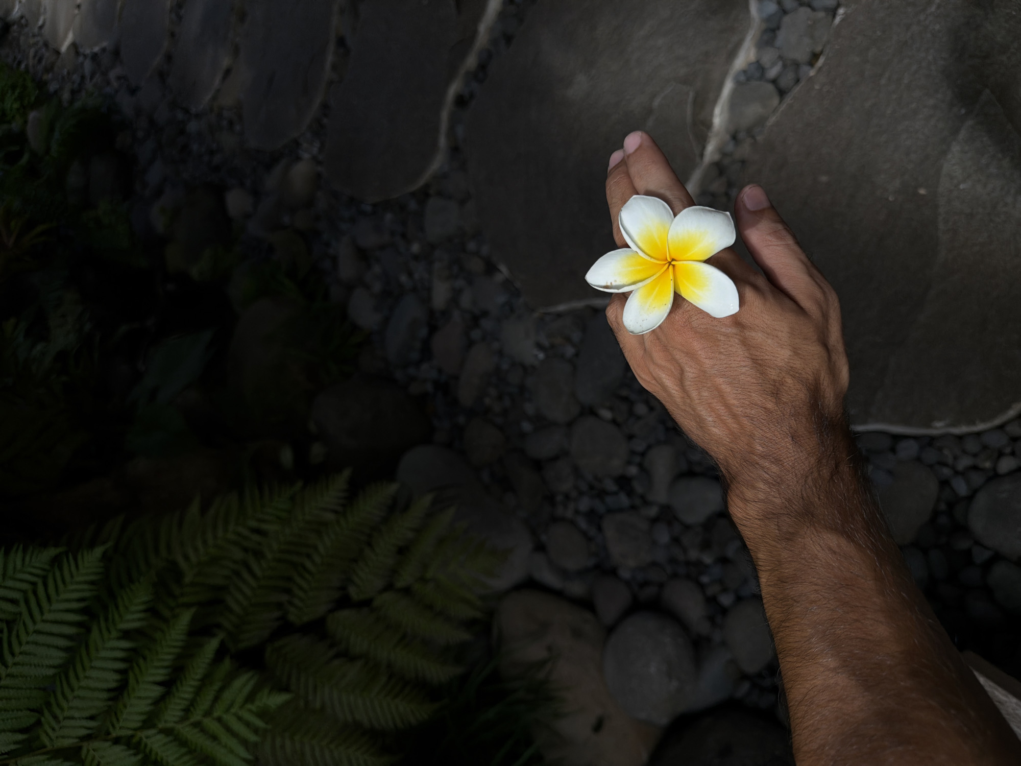 An overhead shot captures a person's right hand holding a vibrant plumeria flower against a dark, natural background. The hand, appearing to be an adult's with visible hair on the forearm, is positioned in the upper right quadrant of the image. A white and yellow plumeria (frangipani) flower, with its five petals, rests gently on the back of the hand, between the fingers, its bright white petals transitioning to a vivid yellow center.
The setting appears to be a garden or outdoor pathway. The ground is covered with large, flat, dark-grey stepping stones interspersed with smaller, rounded pebbles and rocks. In the bottom left portion of the image, dense, dark green fern foliage is visible, contributing to a lush, tropical atmosphere.
The lighting is dim, suggesting either dusk, a deeply shaded area, or an overcast day, which causes the flower to stand out brightly against the muted tones of the background. The scene evokes a sense of tranquility and appreciation for natural beauty. Given the presence of plumeria flowers and lush vegetation, the location cues align well with North Kuta, Indonesia, a tropical region. No text is visible in the image.